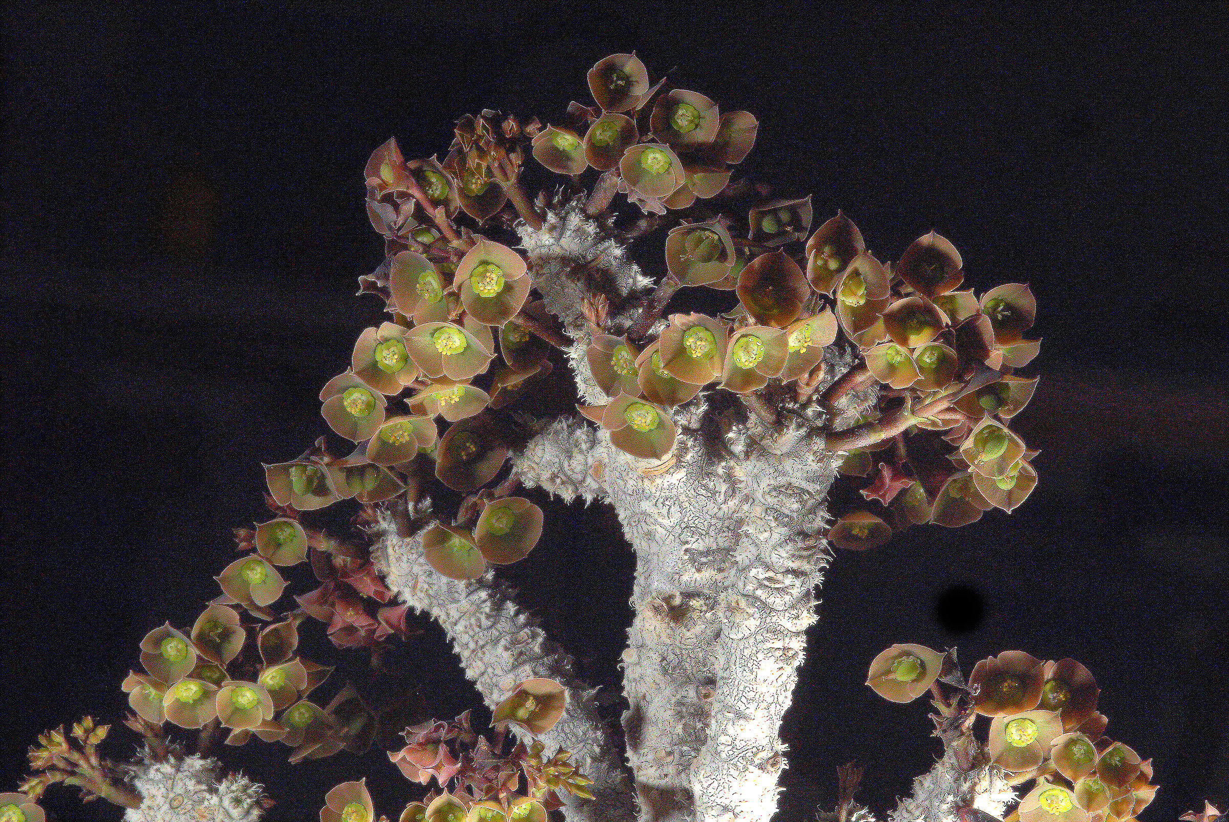 Euphorbia capsaintmariensis...