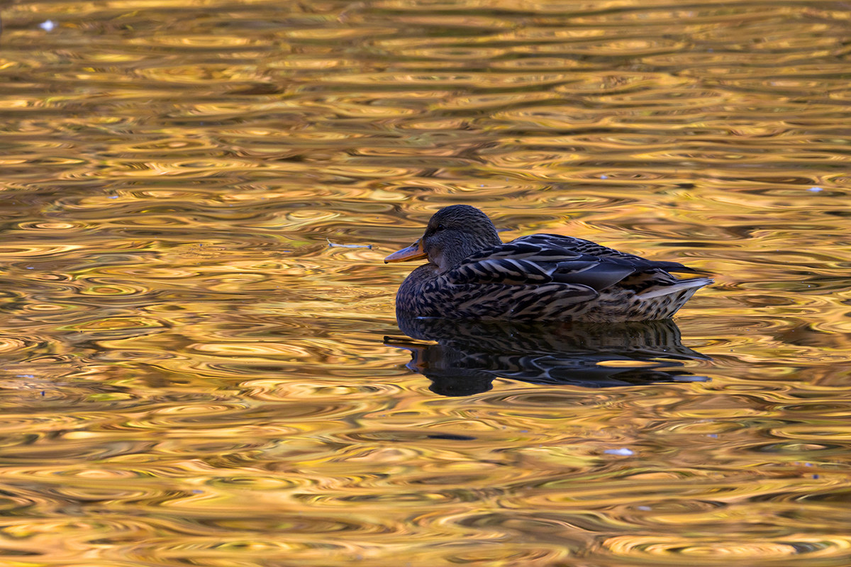 in the pond...