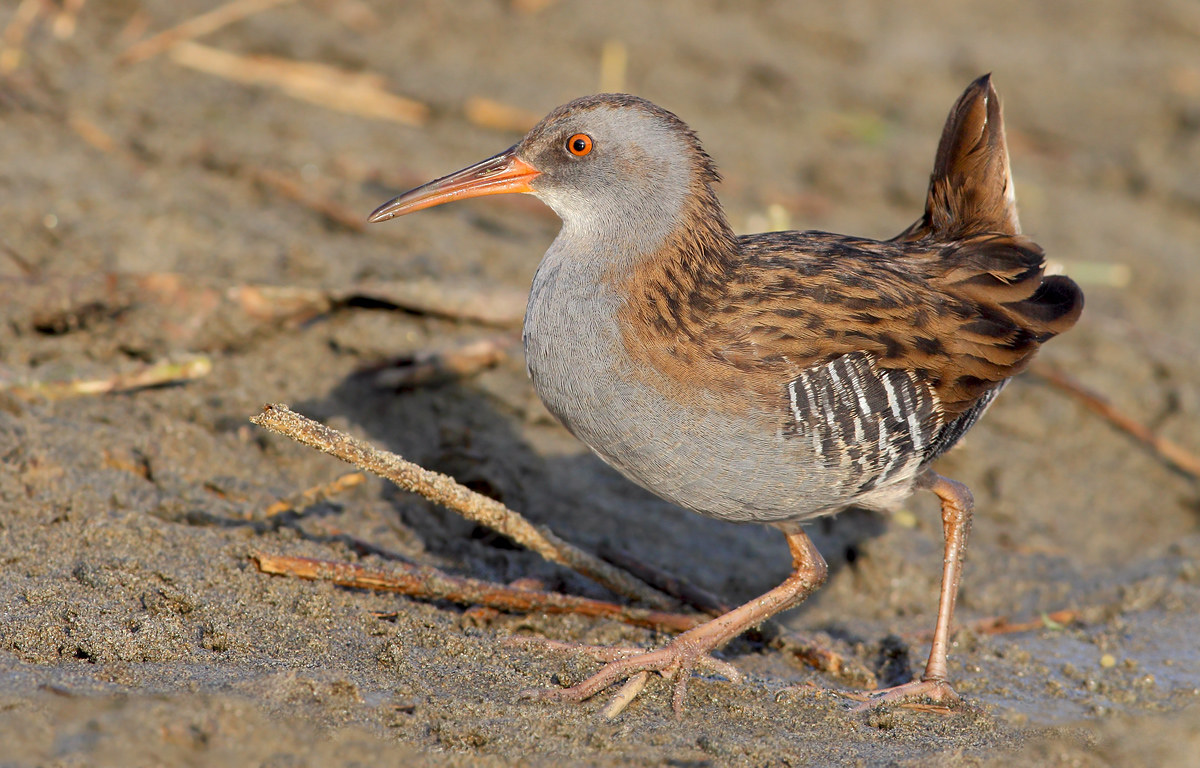 Water Rail...