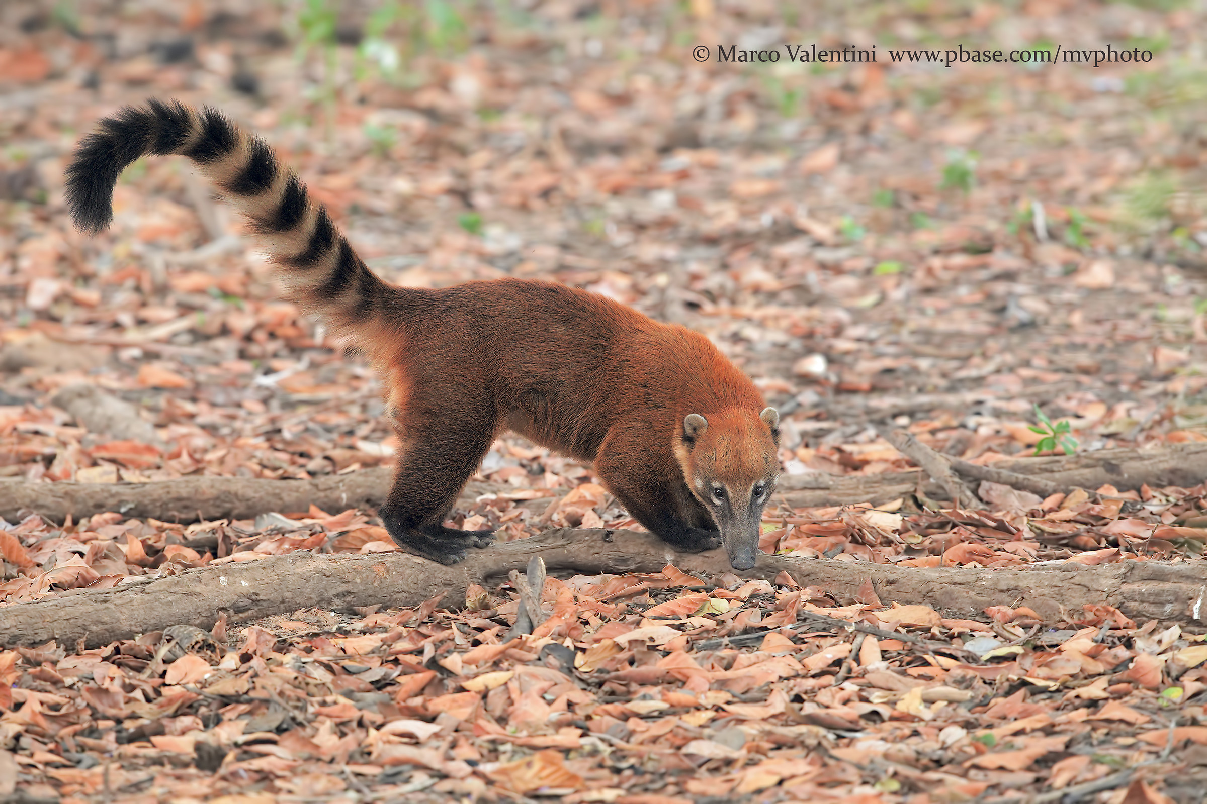 Coati...