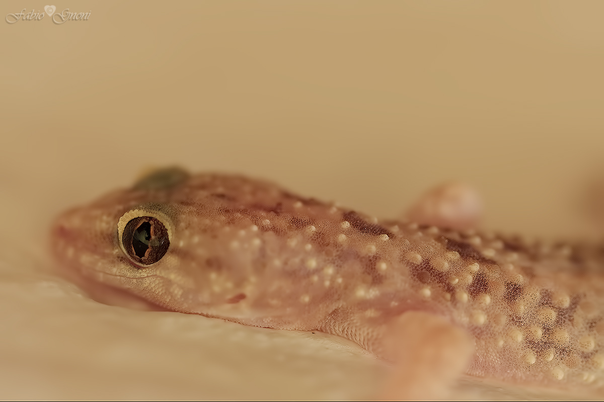 Gecko...