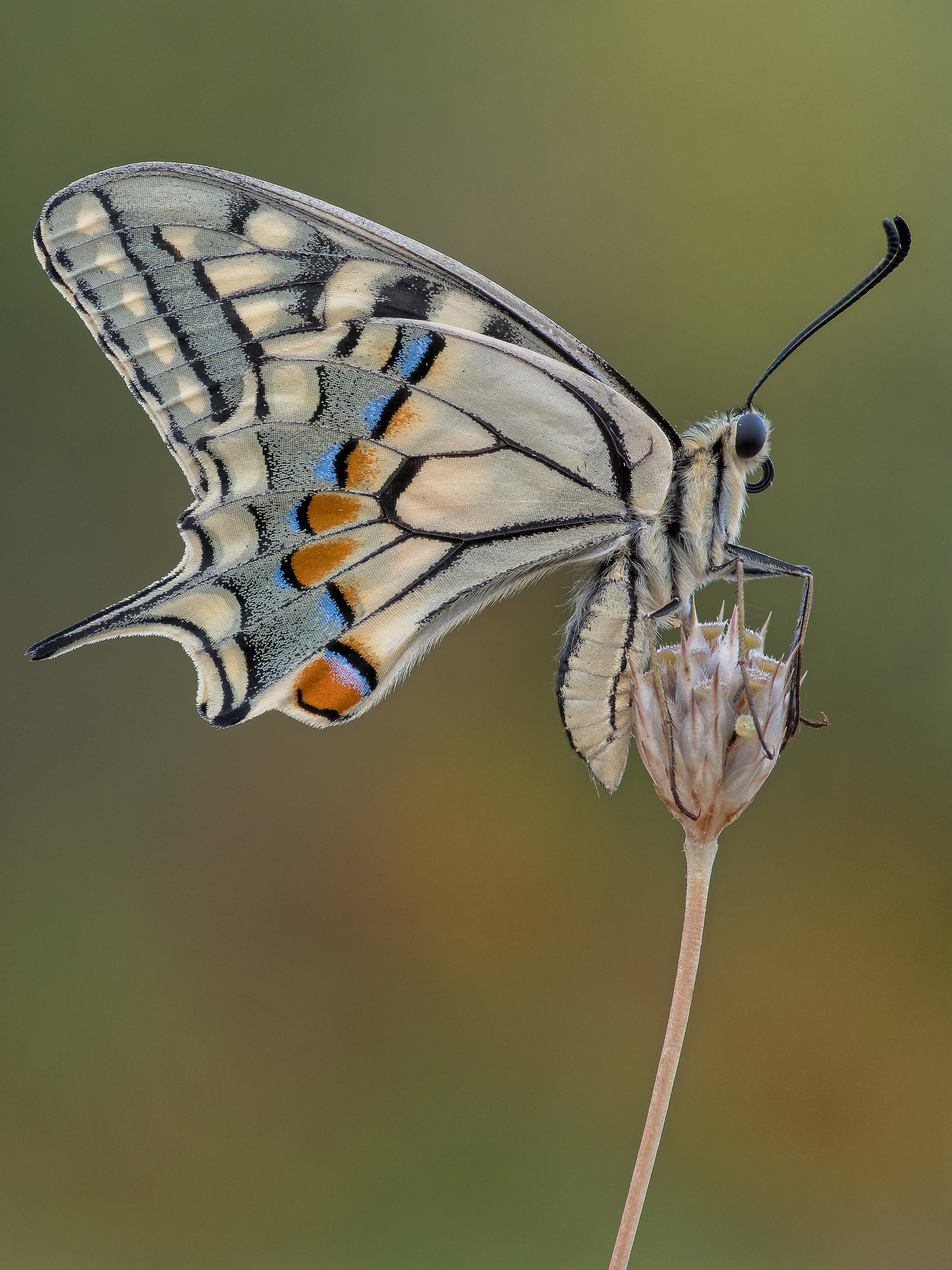 Papilio machaon - Micro 4/3...