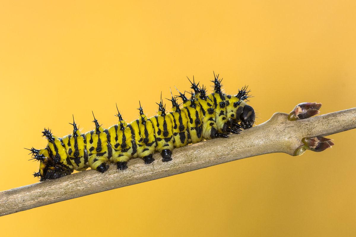 Eupackardia calleta - caterpillar at the second stage ......