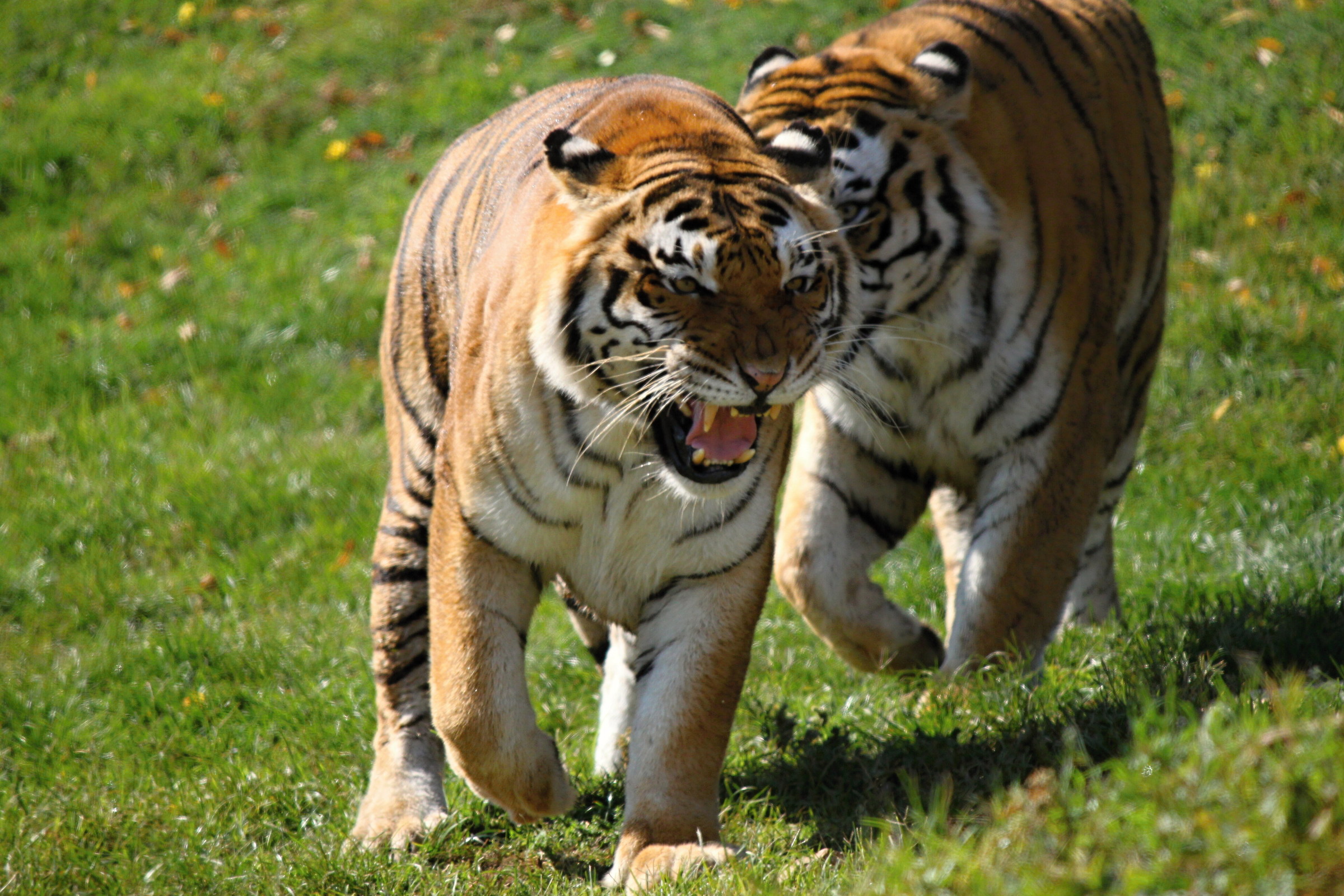 Zoo-safari Fasanolandia tiger...