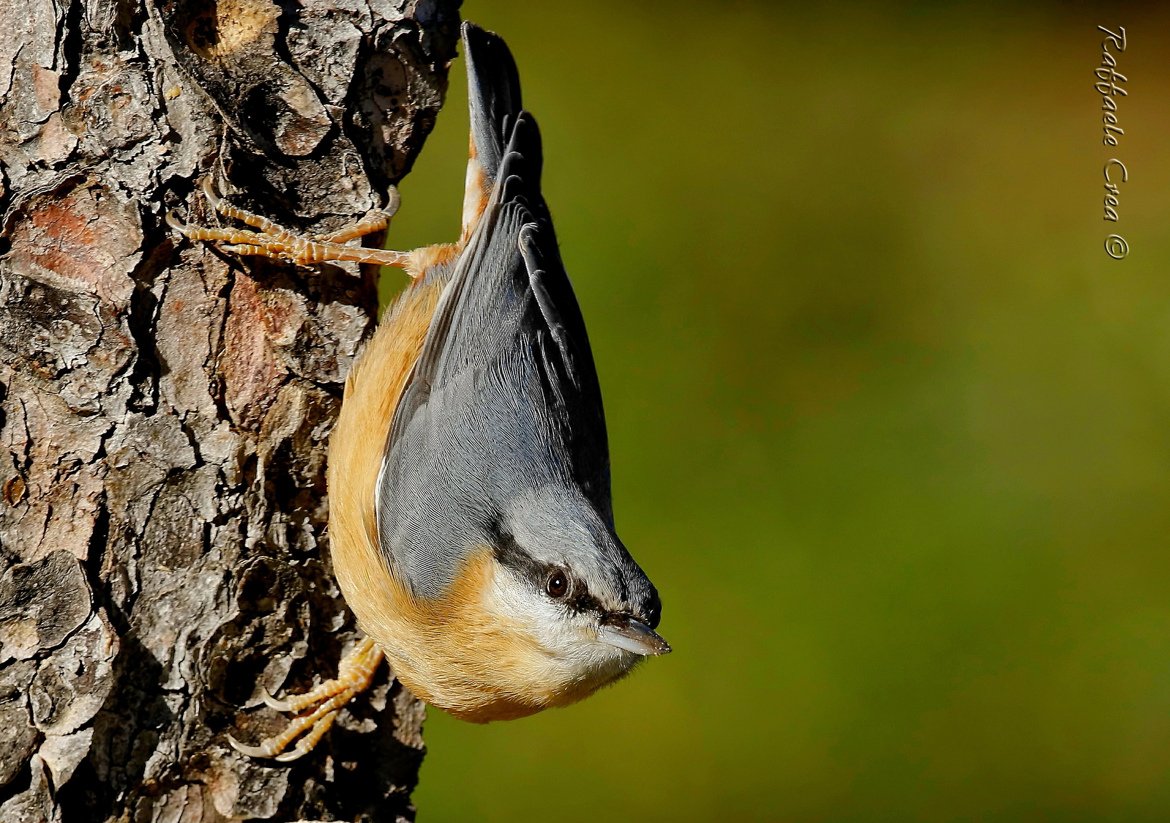 Woodpecker Bricklayer...