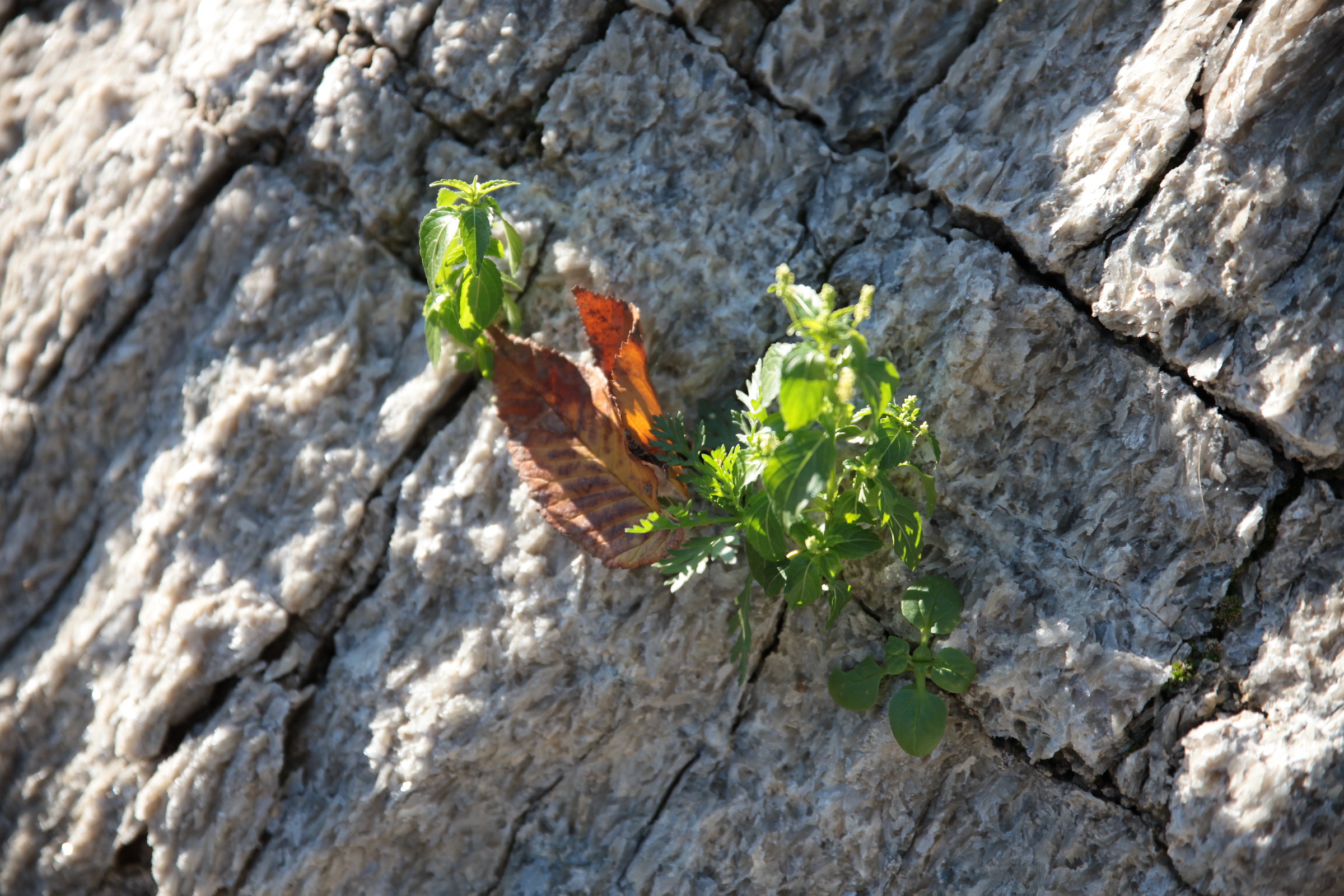 Autumn traces...