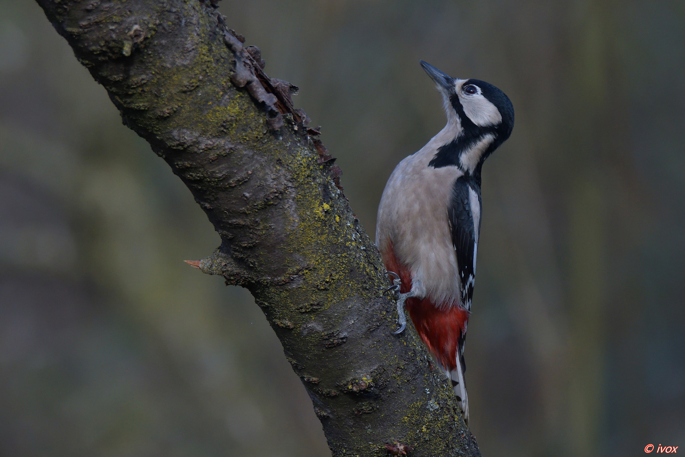 a good woodpecker...