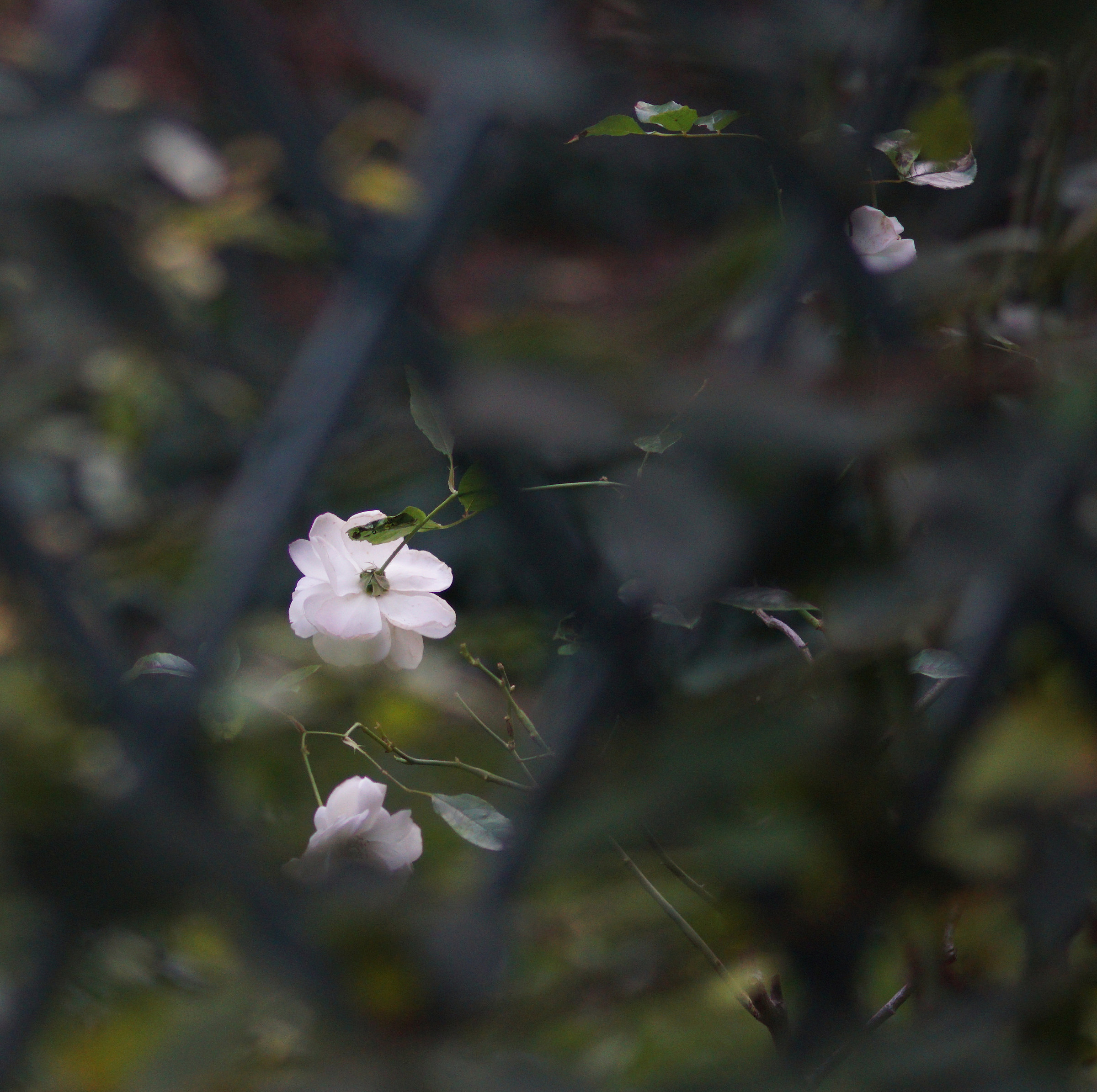 White Rose...