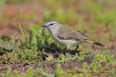 Acanthiza chrysorrhoa