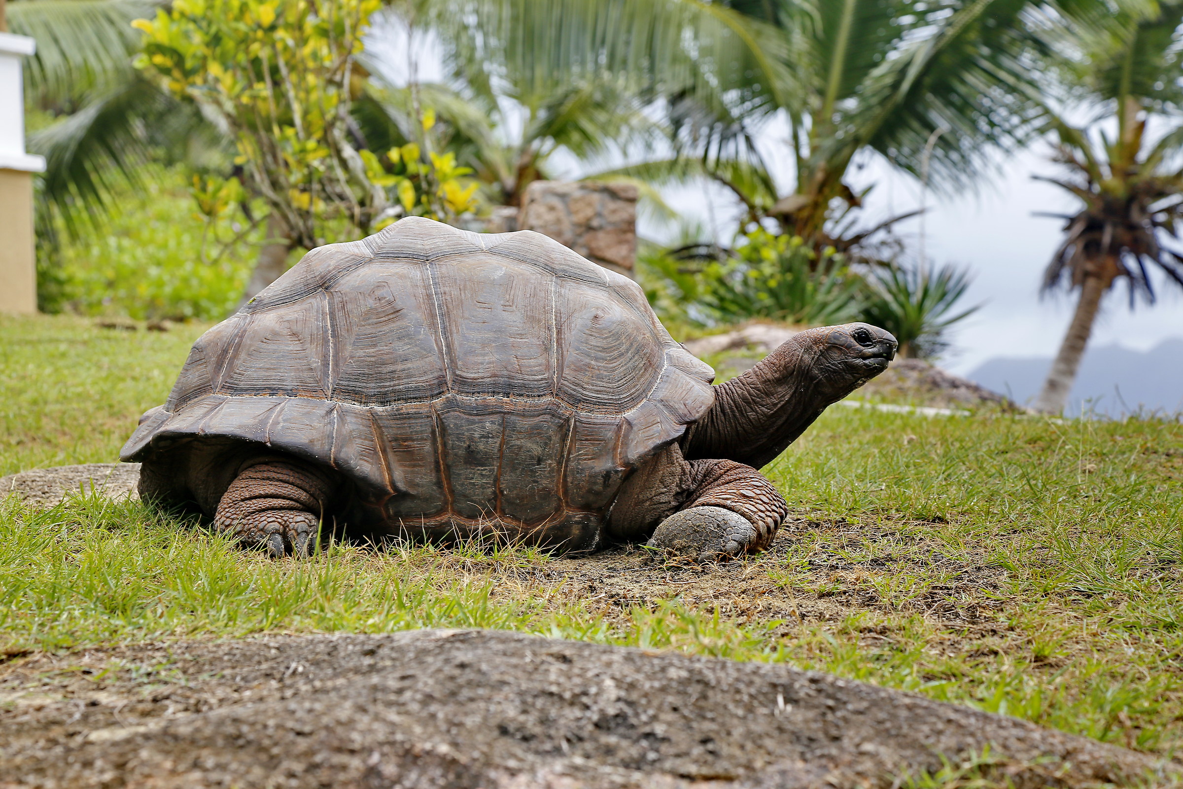 Seychelles Giant Turtle...