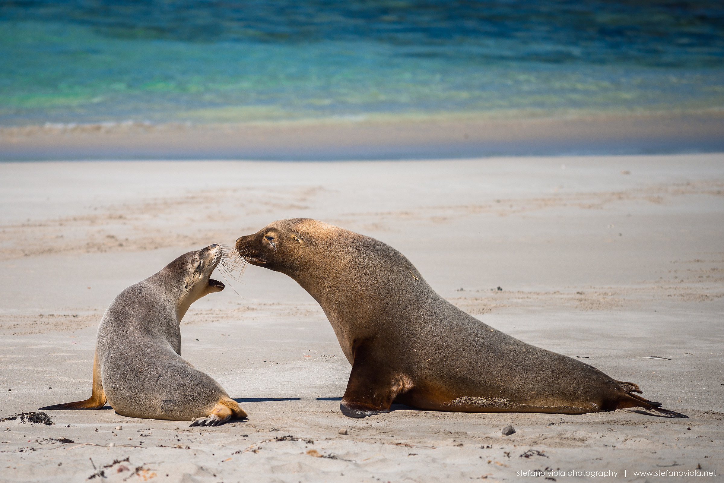 Seal Bay's Sea Lions - Kangaroo Island...