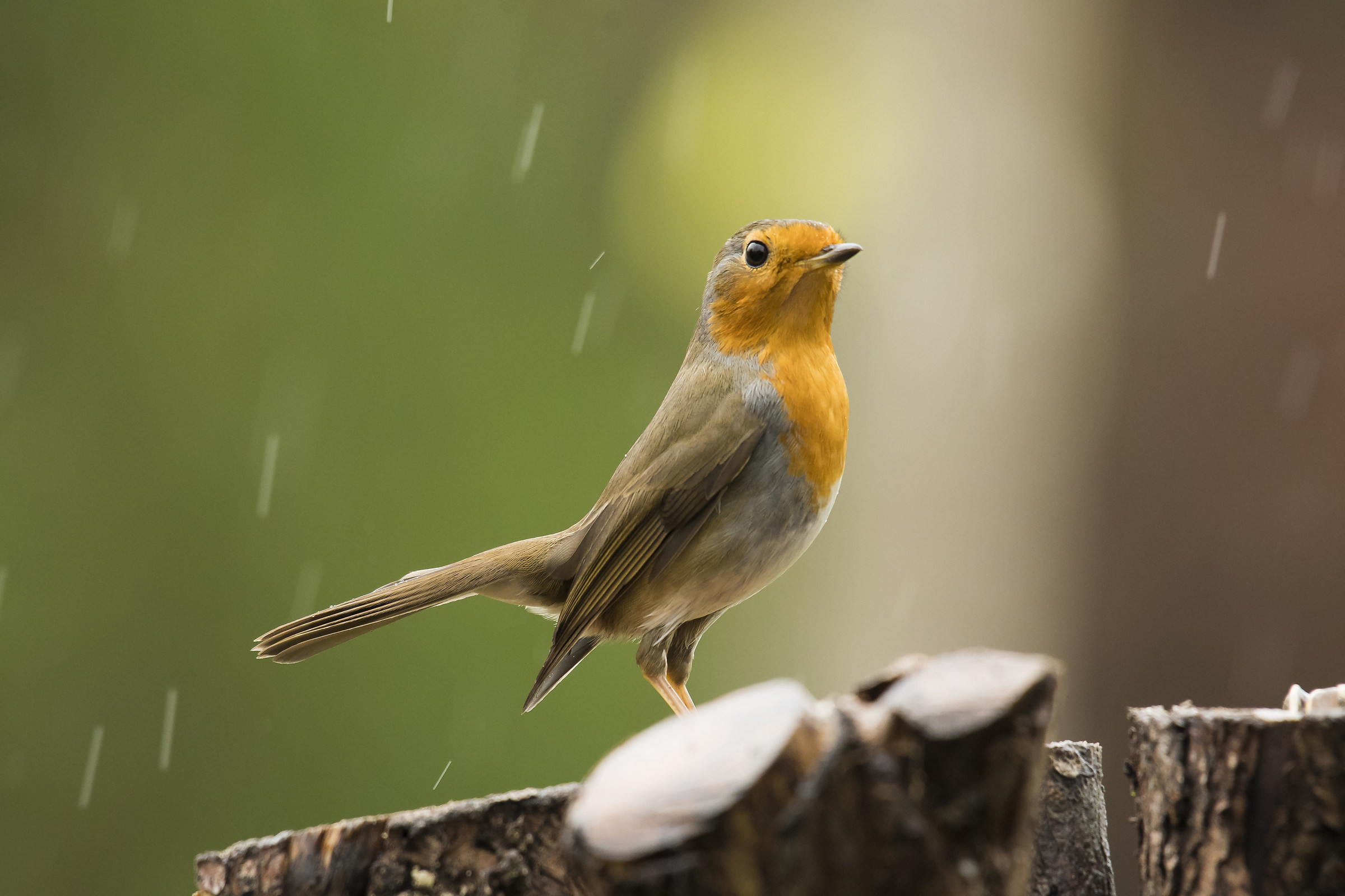 Robin in the rain...