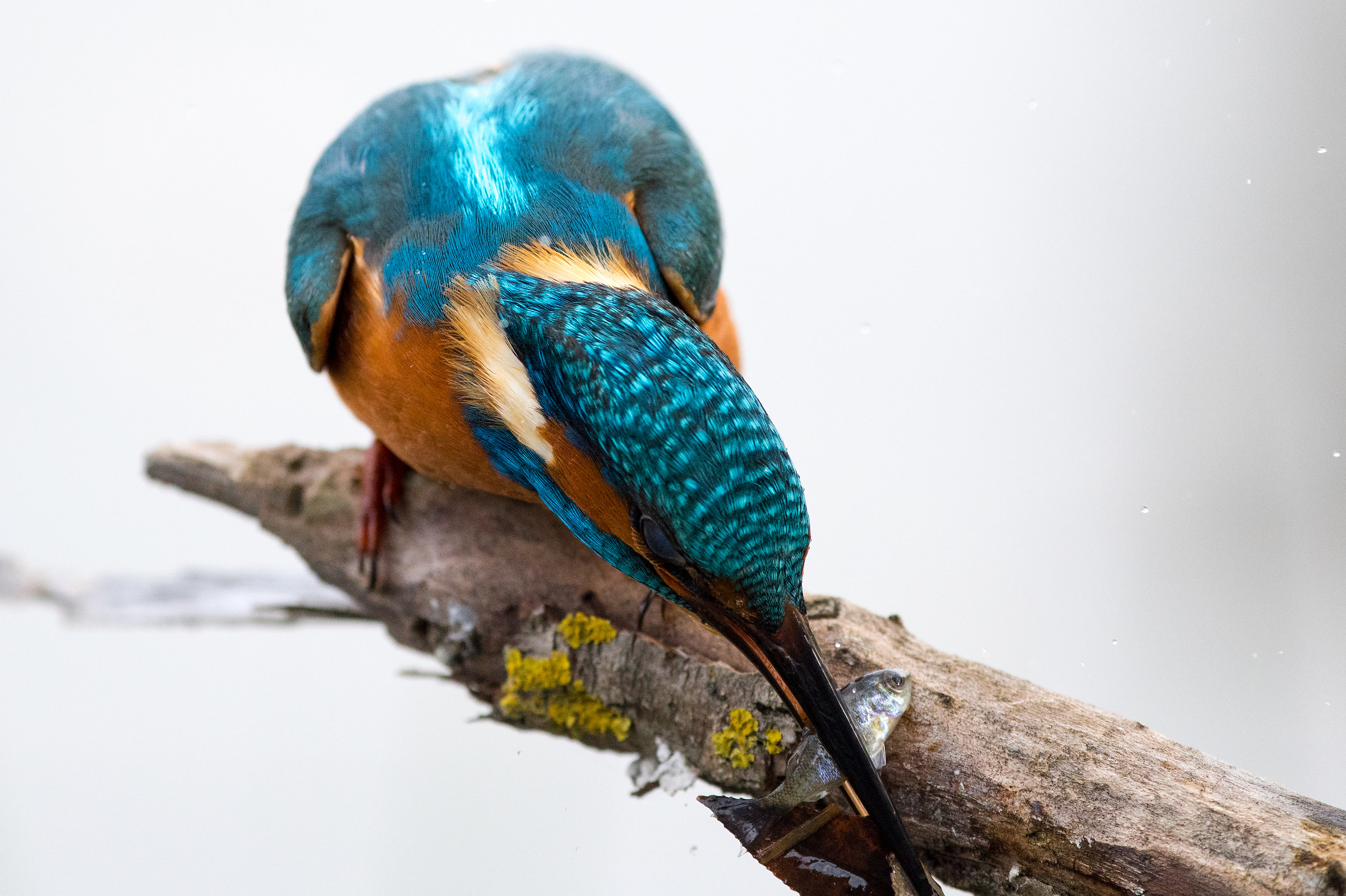 Kingfisher...