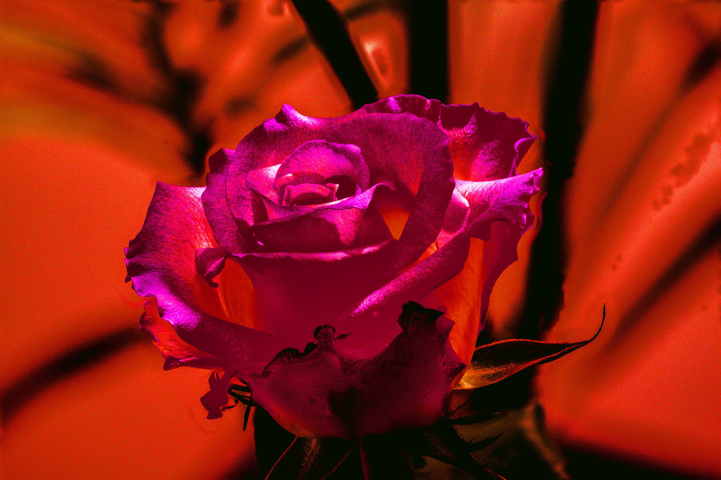 Rosa casalinga 2...