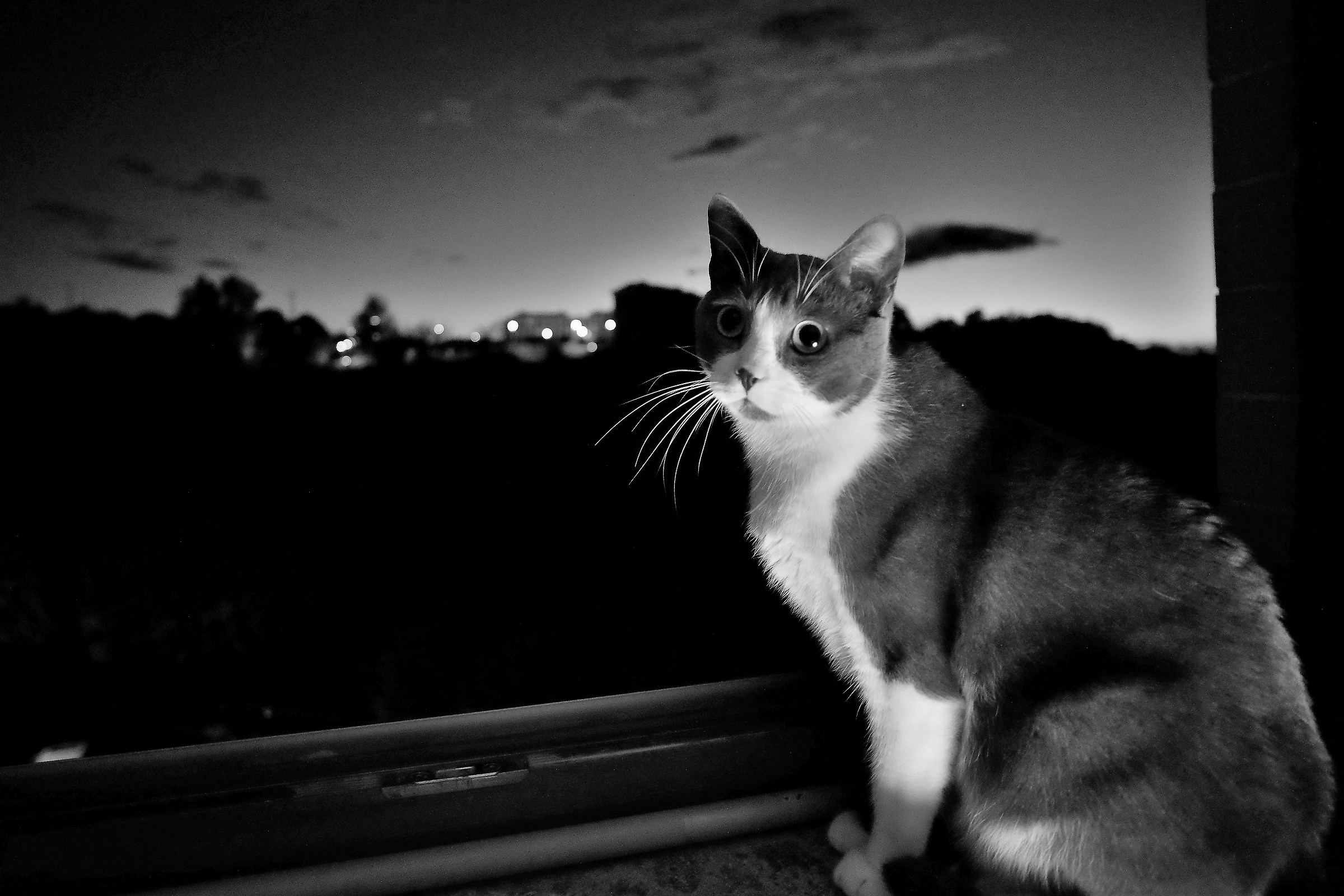 cat at sunset...