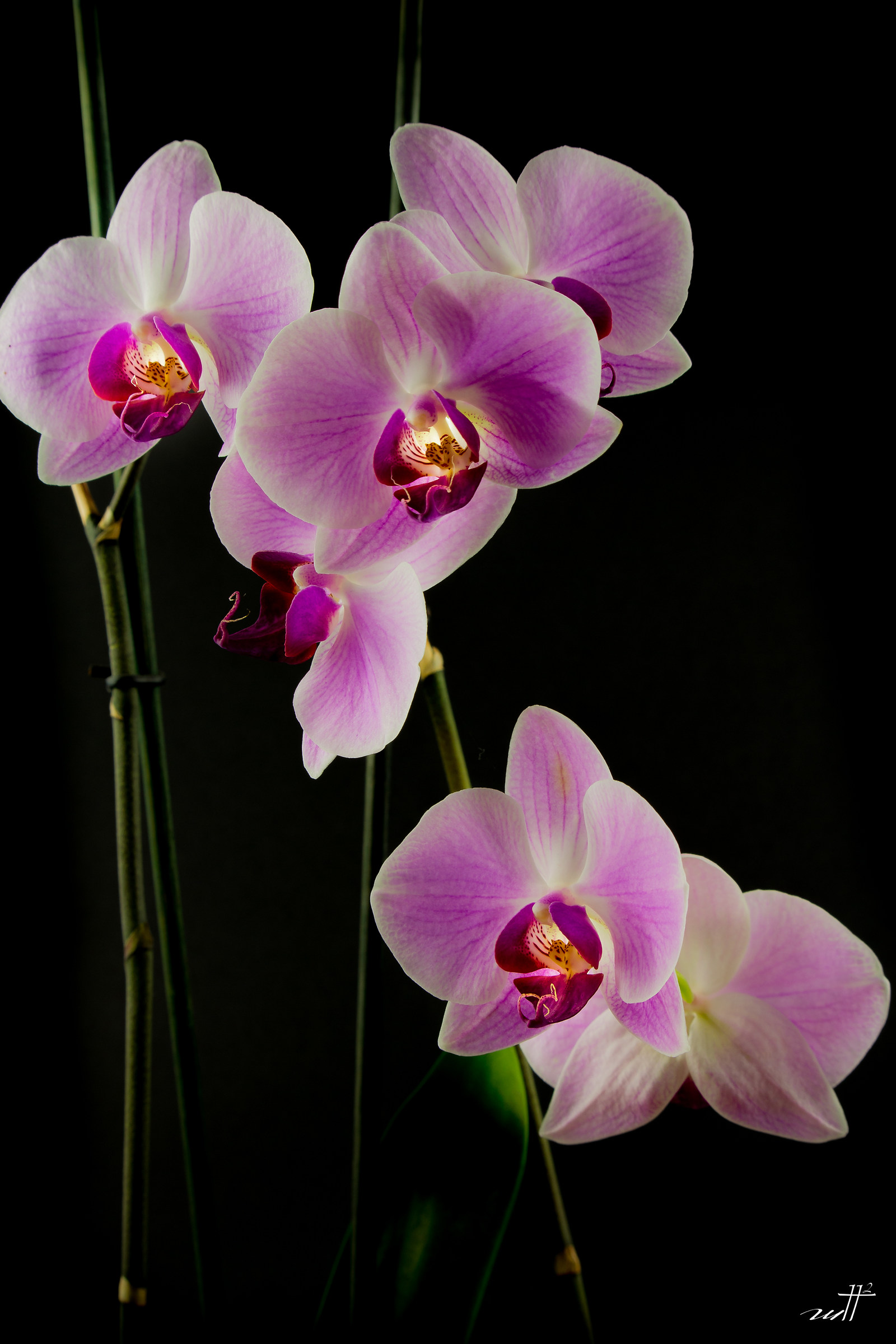 Orchids...