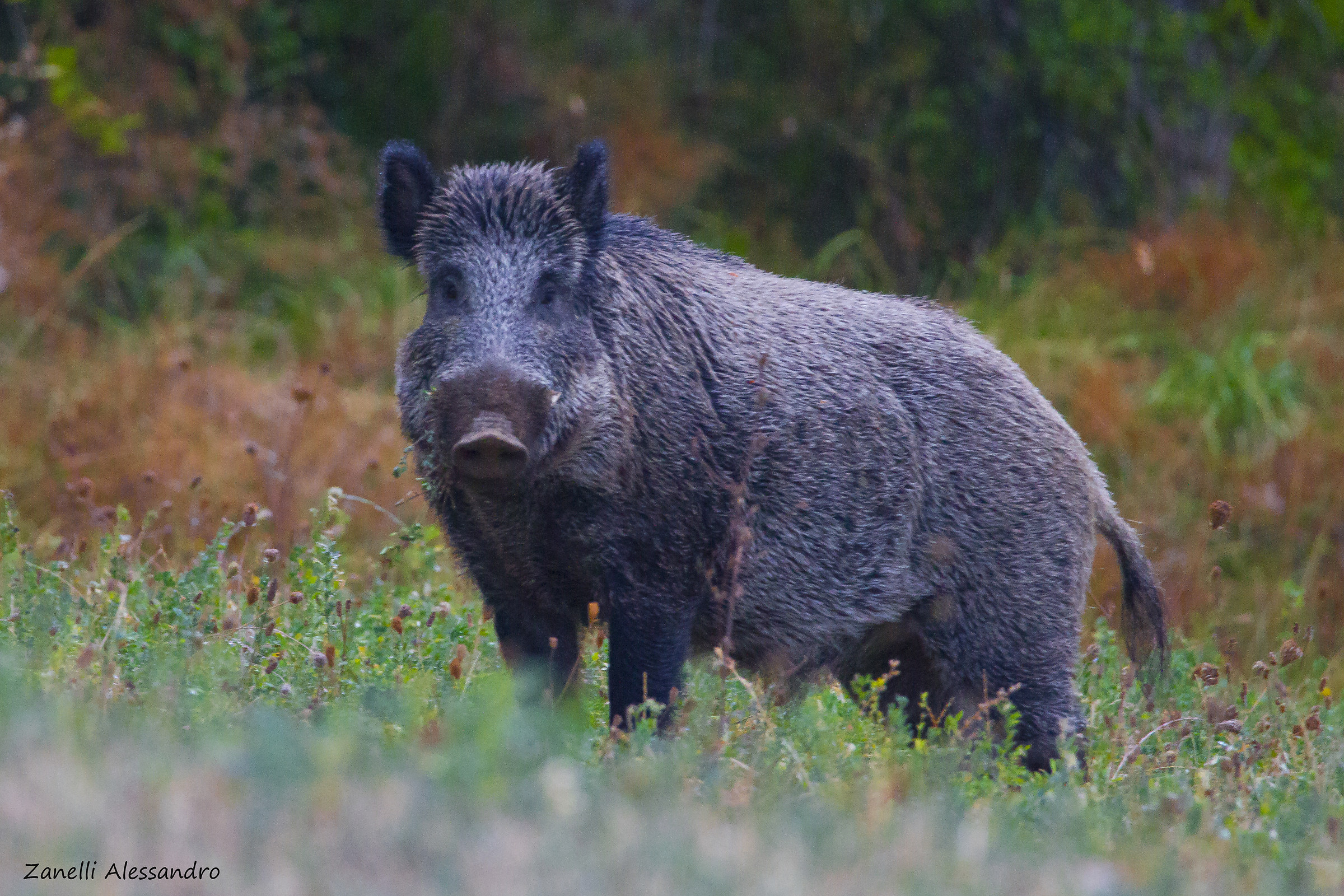 Tuscan boar...