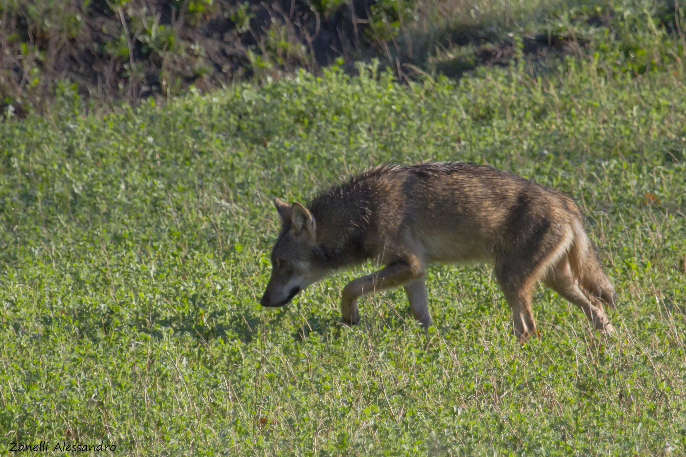 Apennine wolf...