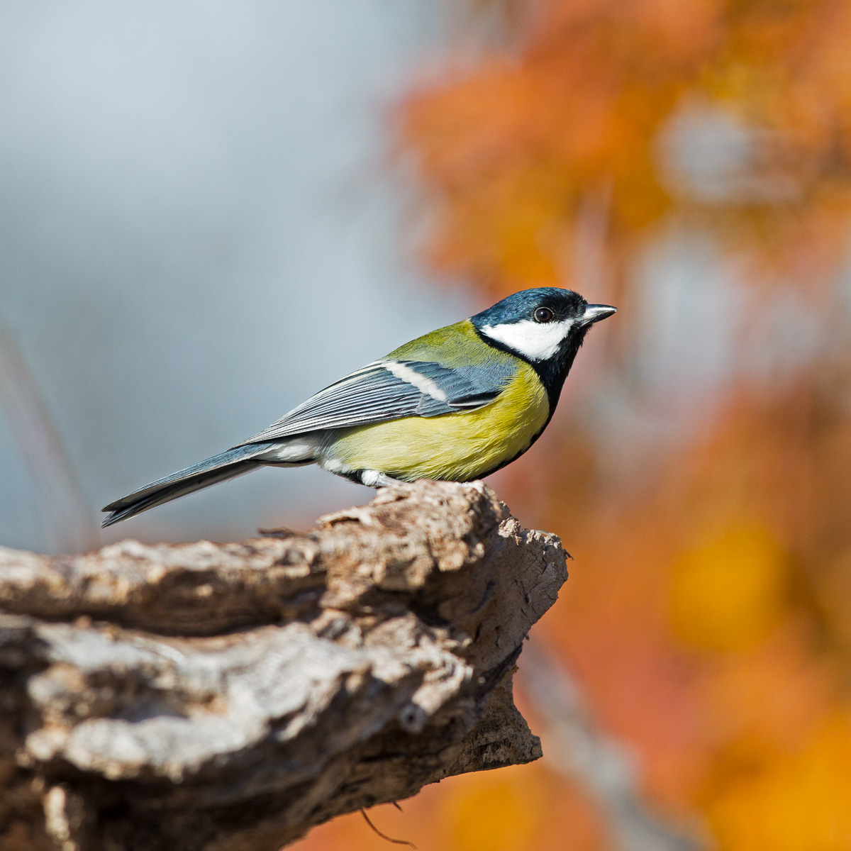 Cinciallegra - Parus major...