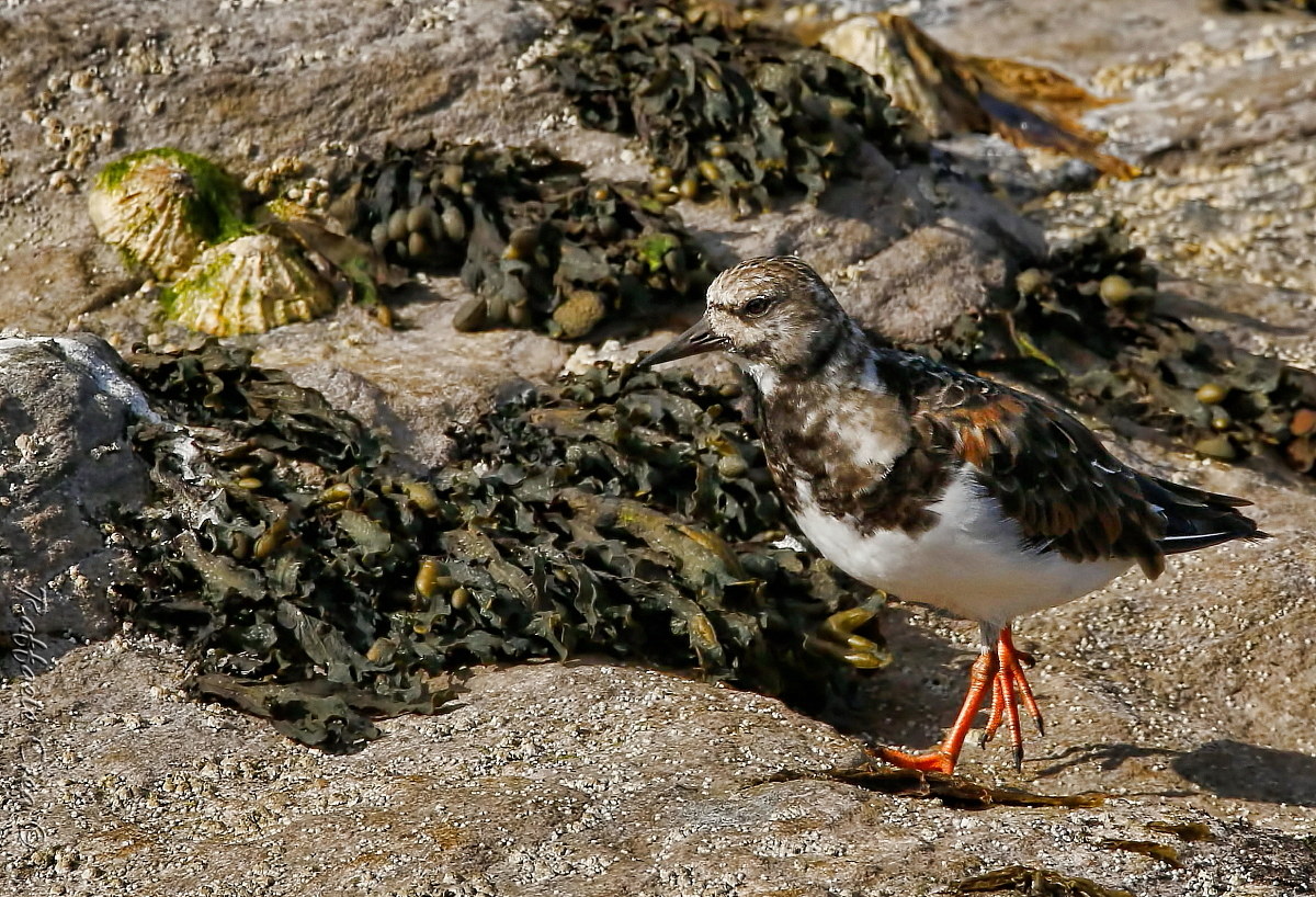 Turnstone...