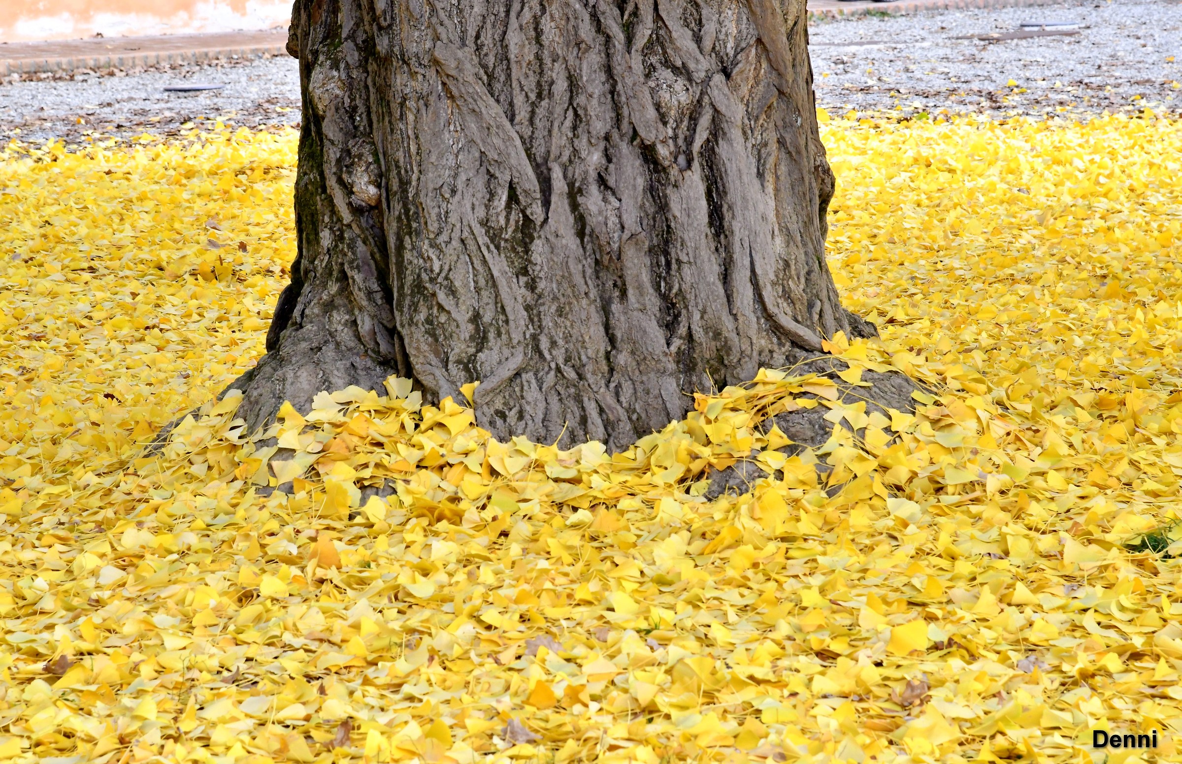 foot of the first ginkgo...