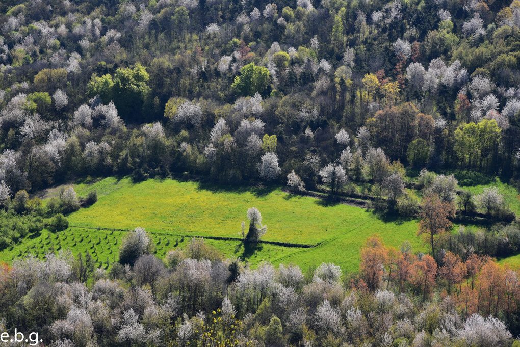Spring in the air...