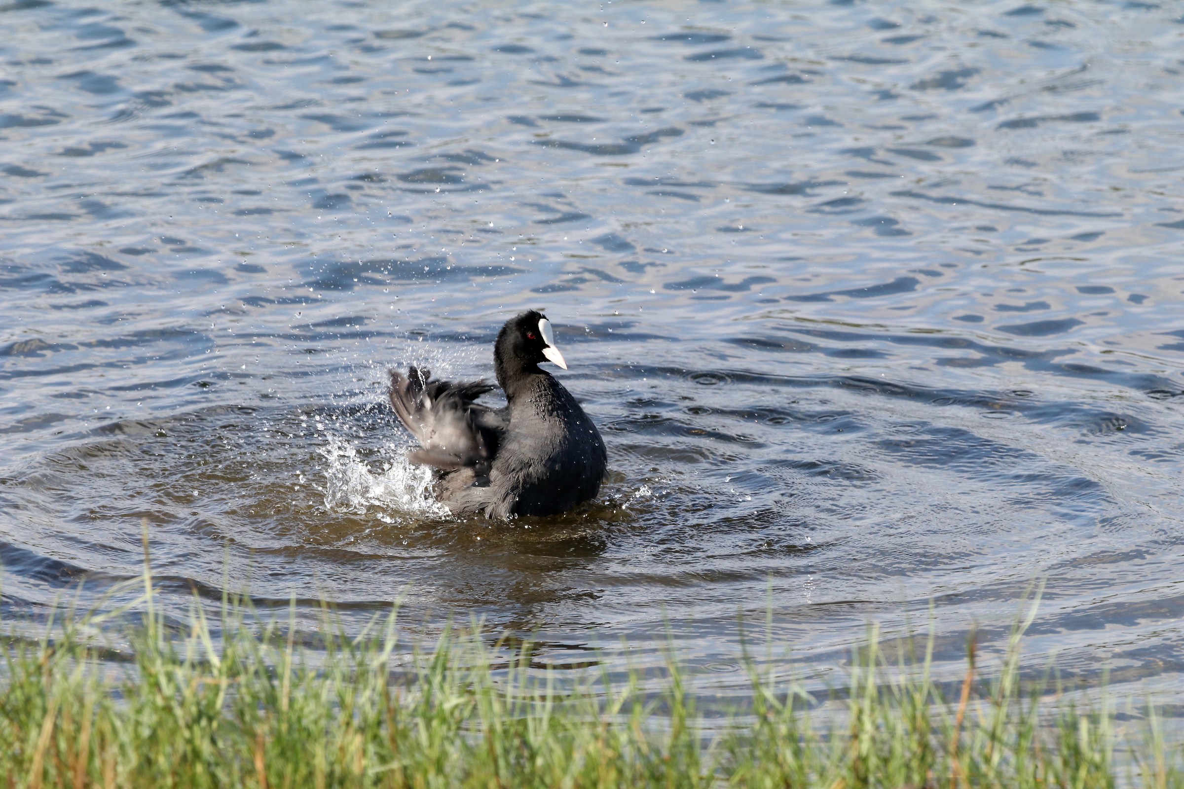 Eurasian Coot...