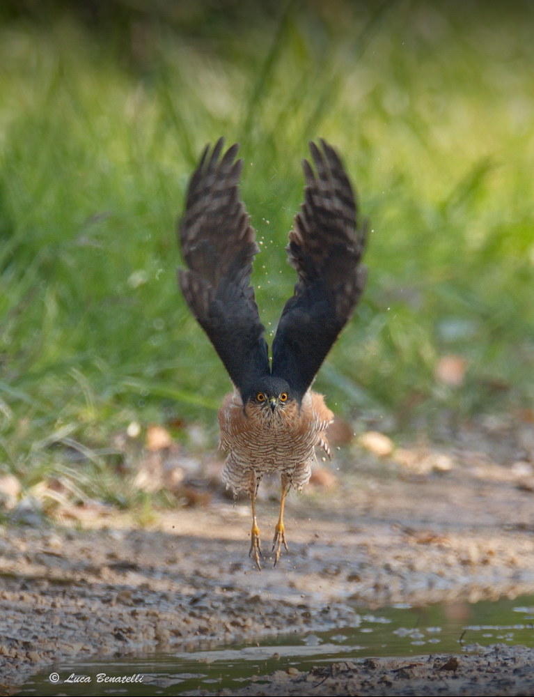 Sparrowhawk...