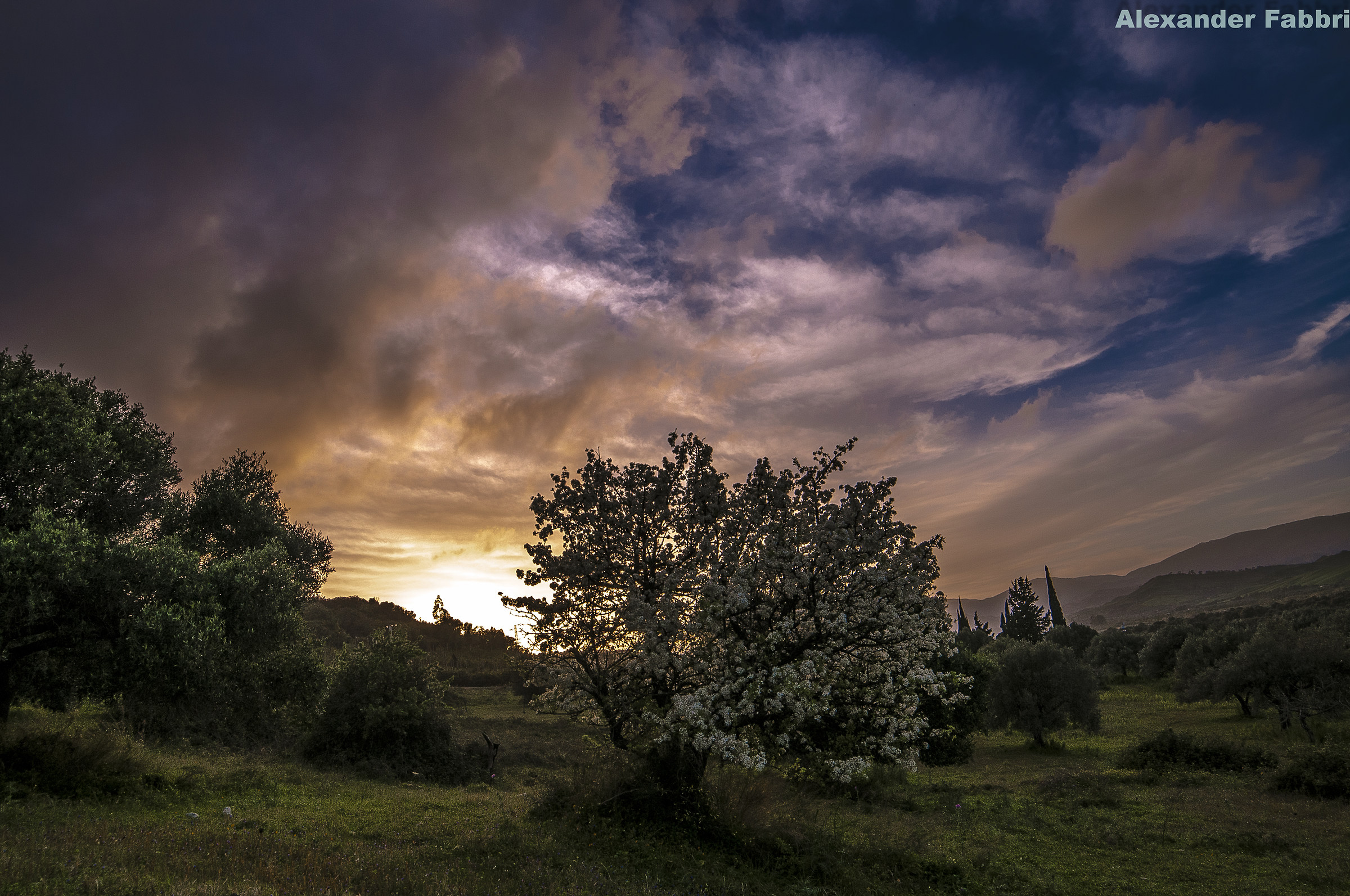 Sunset among the Almond Blossoms (Calabria 2016)...