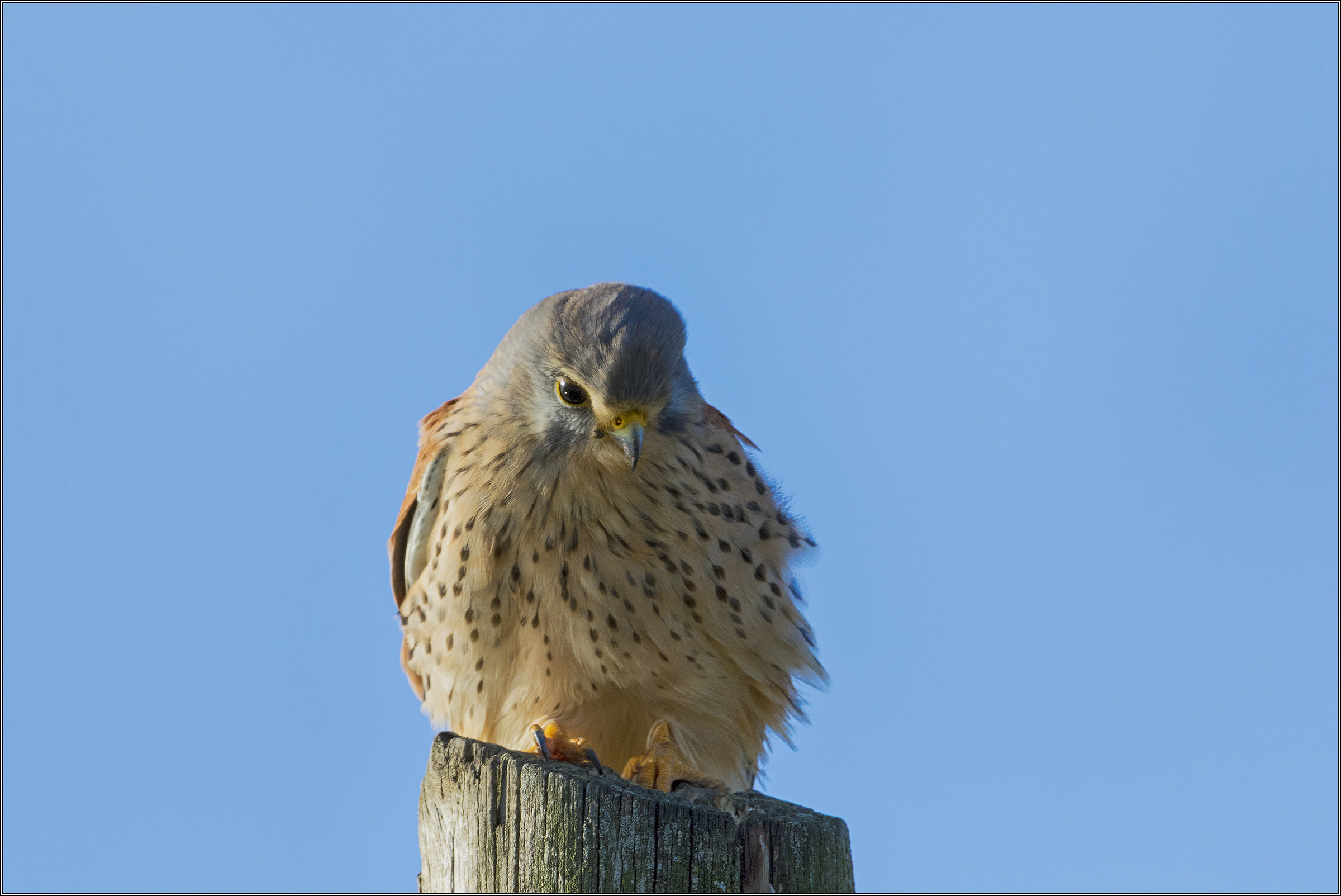 kestrel...