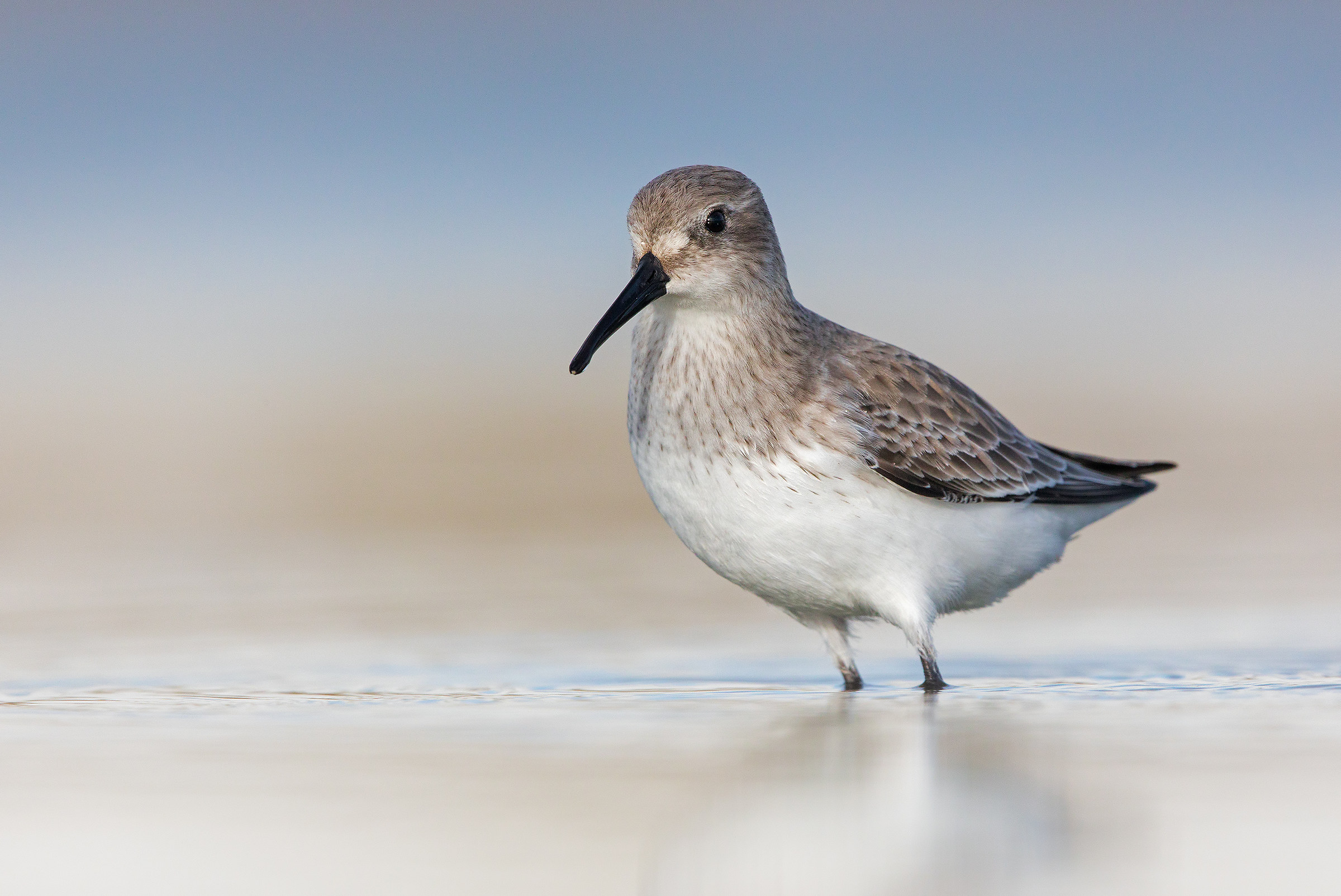 Pancianera sandpiper...