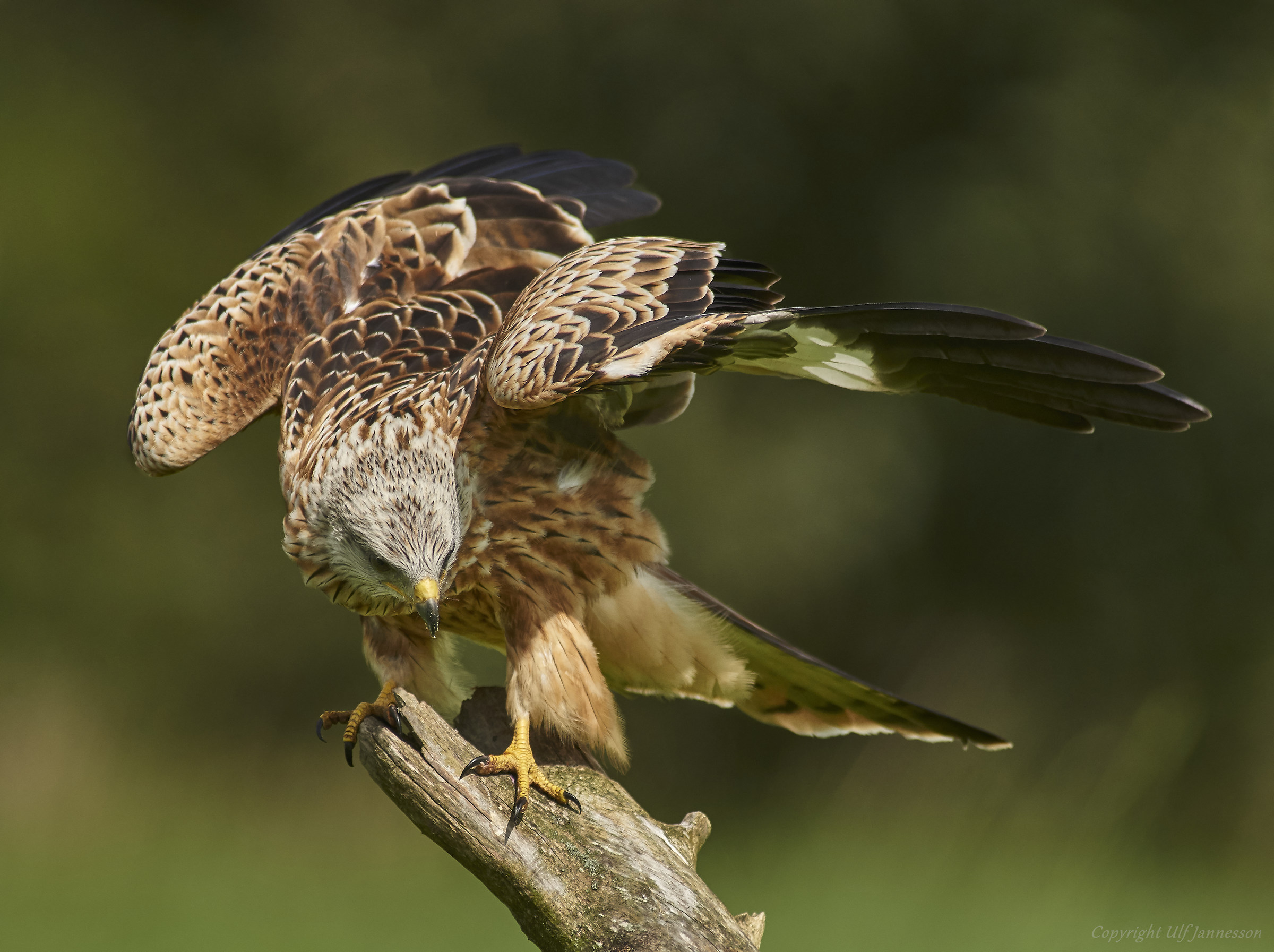 Red Kite - Ready to fly...