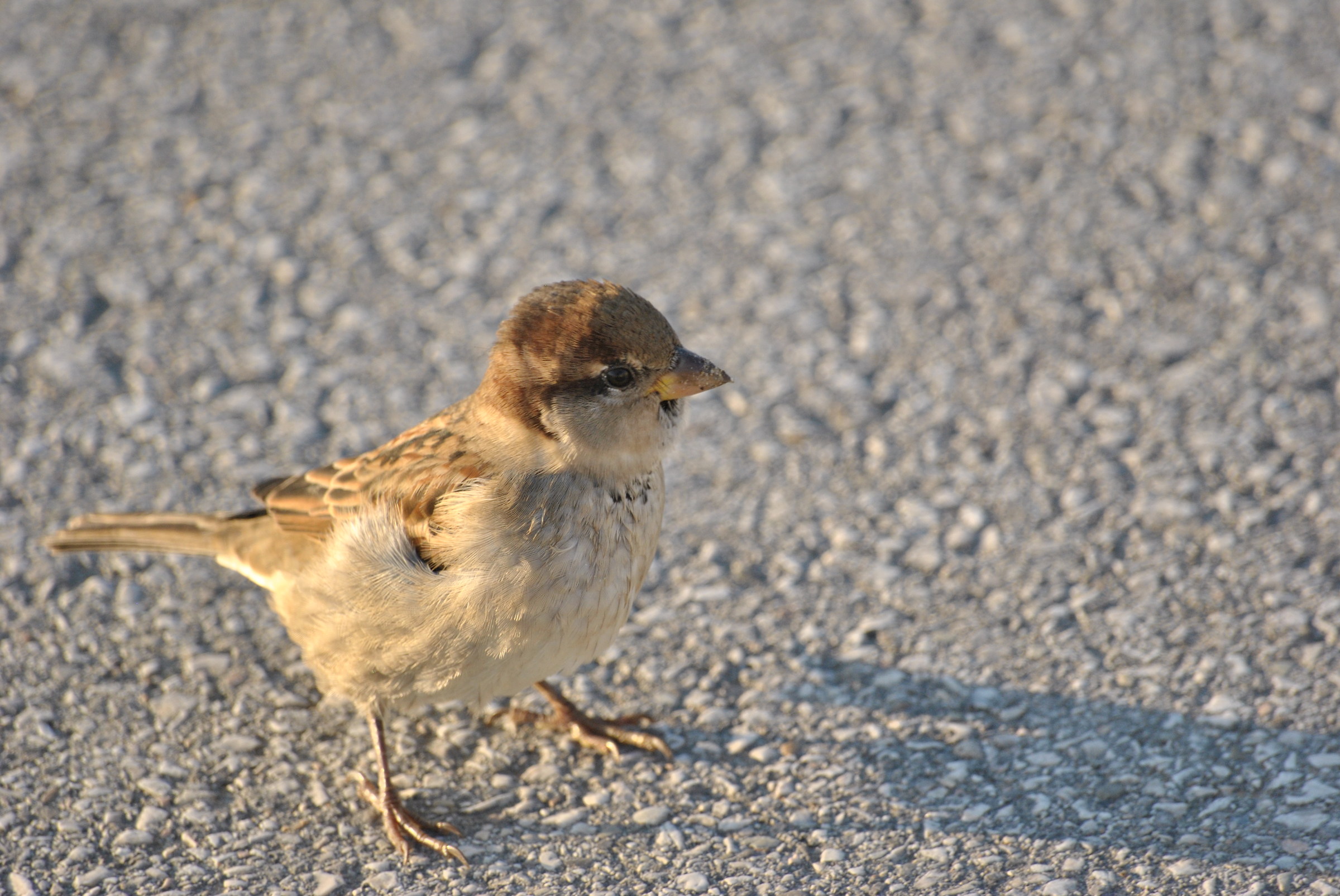 Sparrow Rimini...