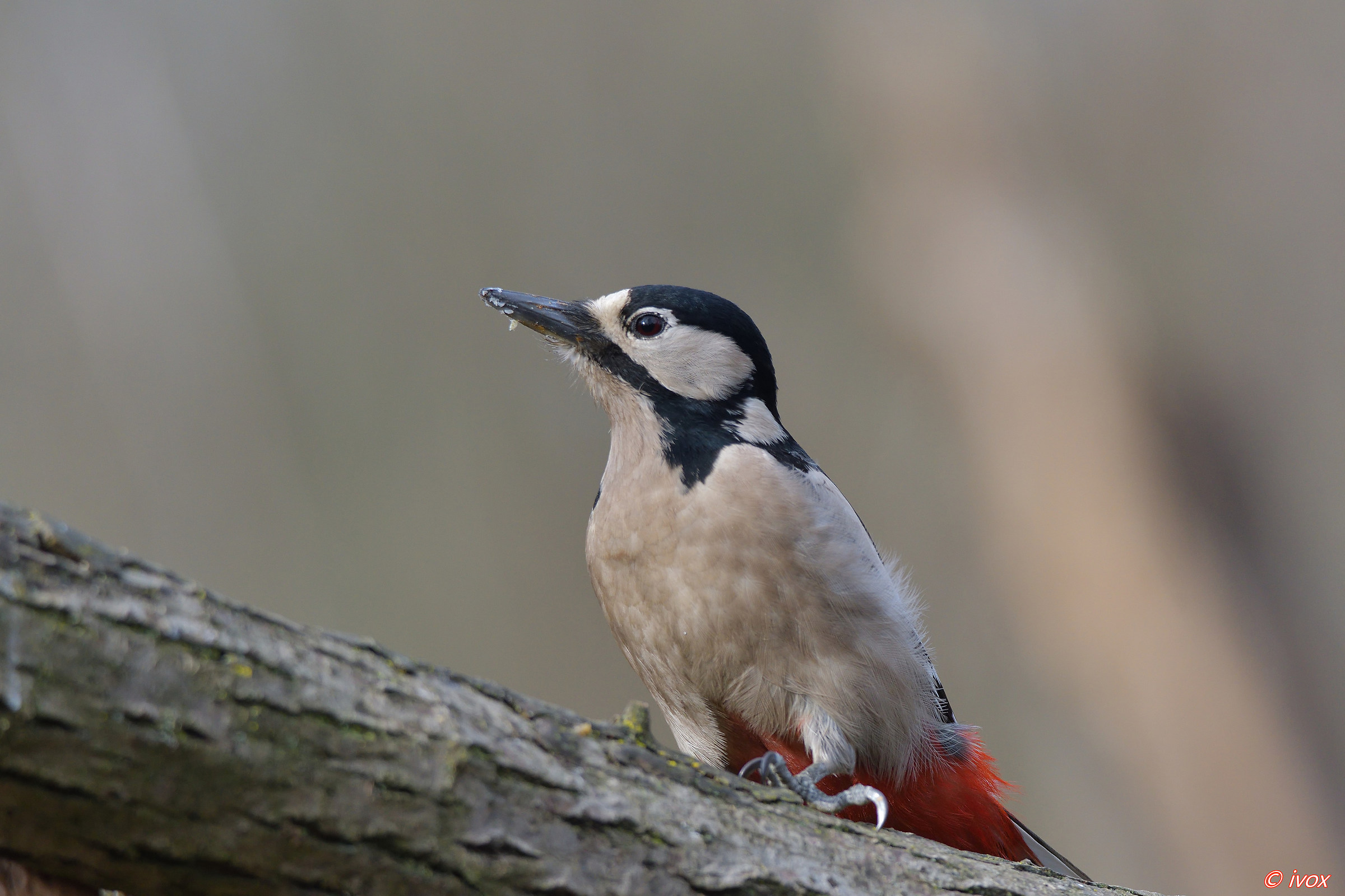 red woodpecker...