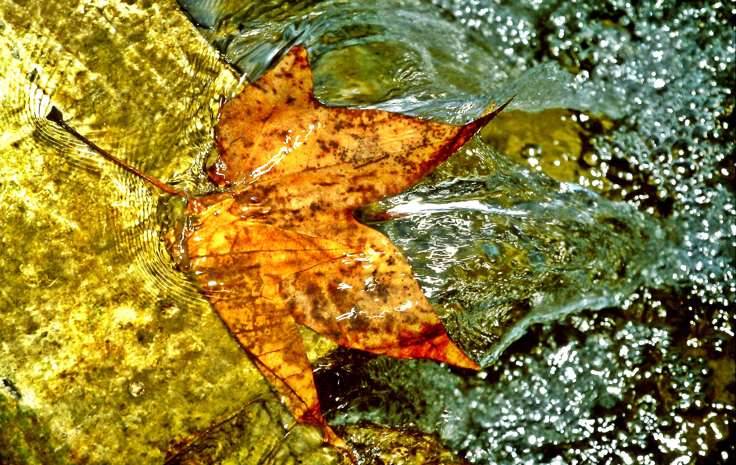 1240 - the leaf that turns gold into silver...