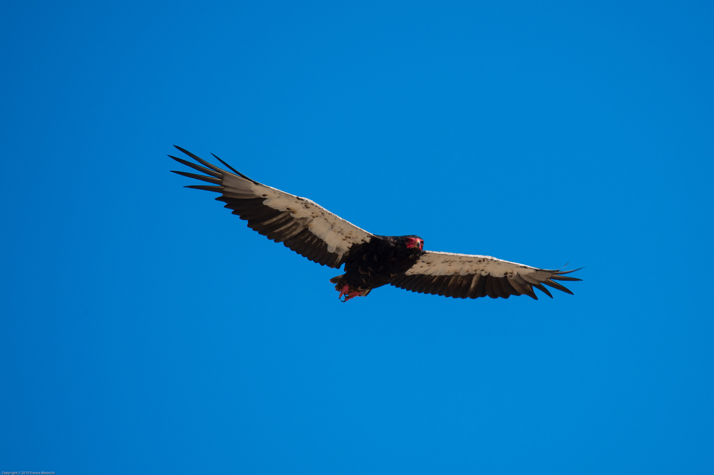falco giocoliere...