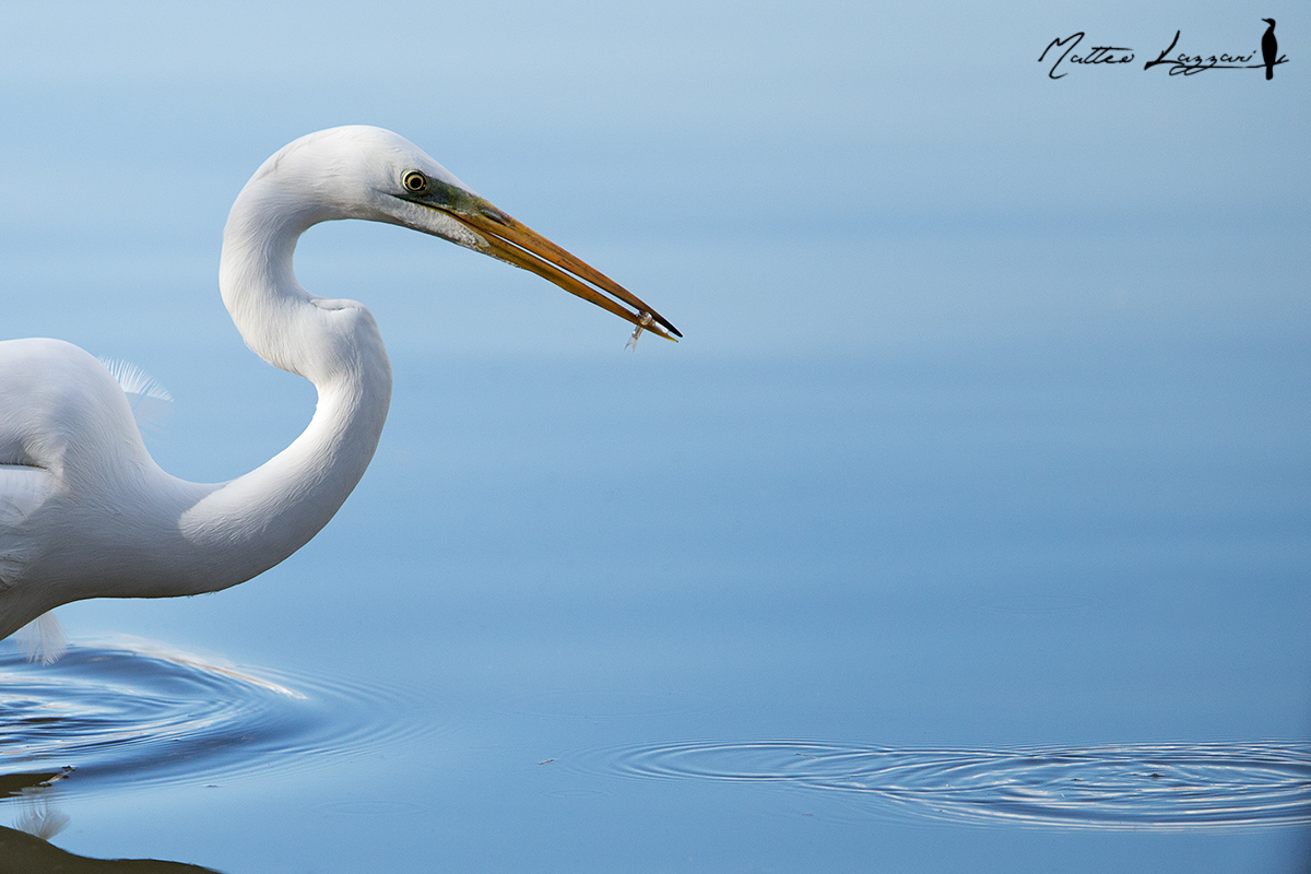 Great white egret in fishing...