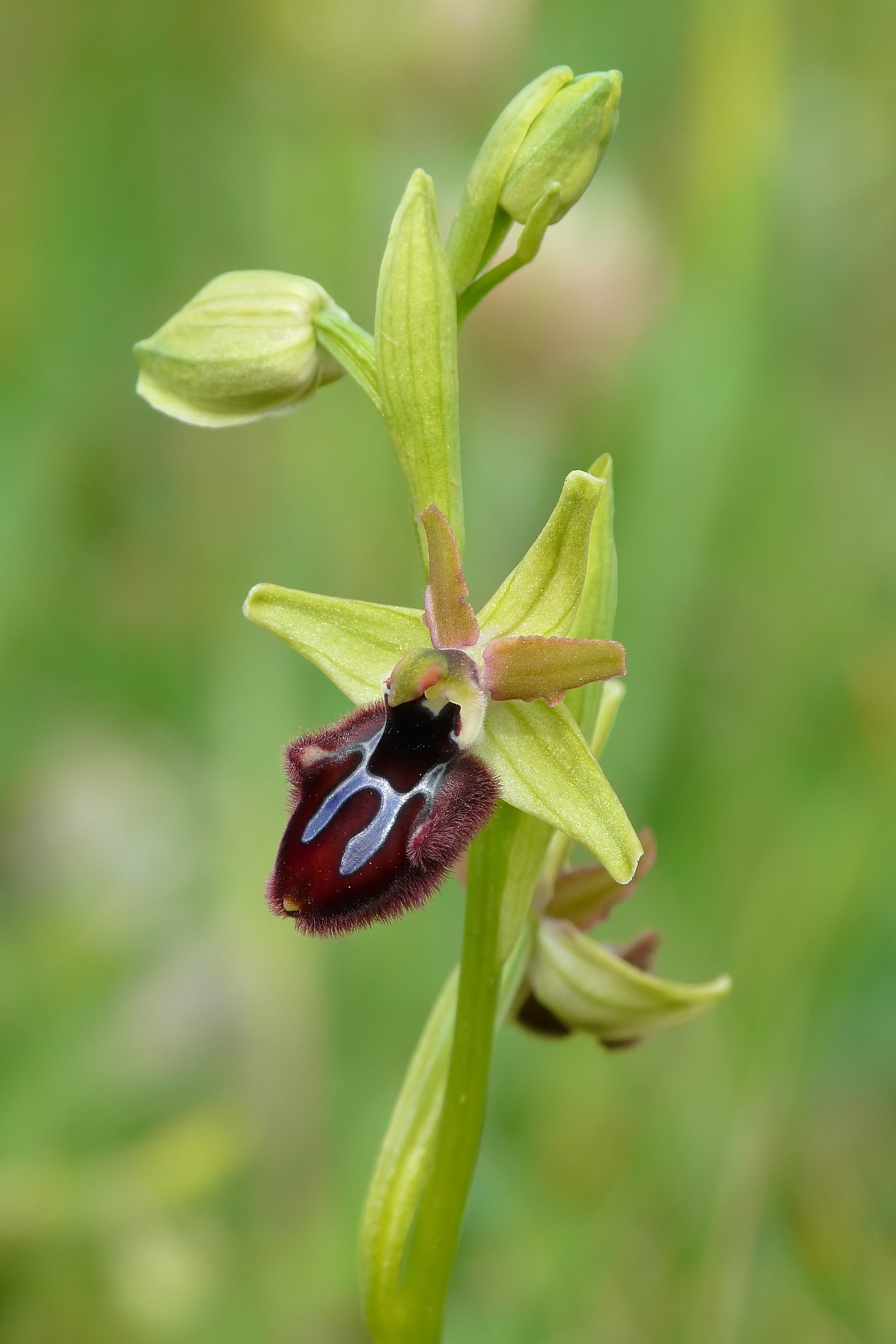 Ophrys incubacea...