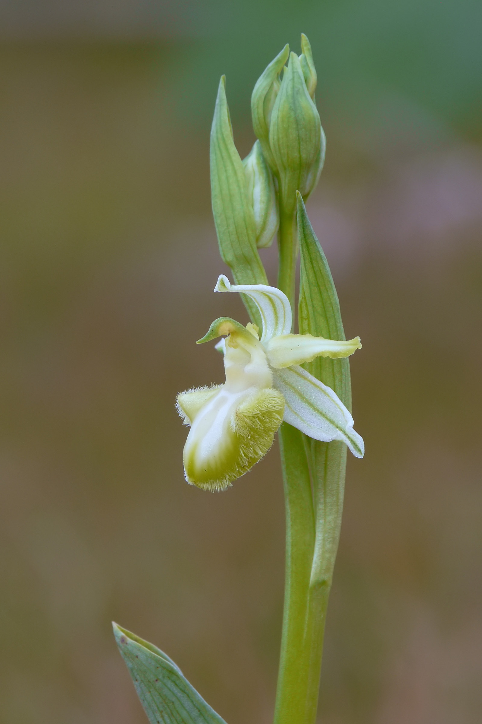 Ophrys sipontensis...