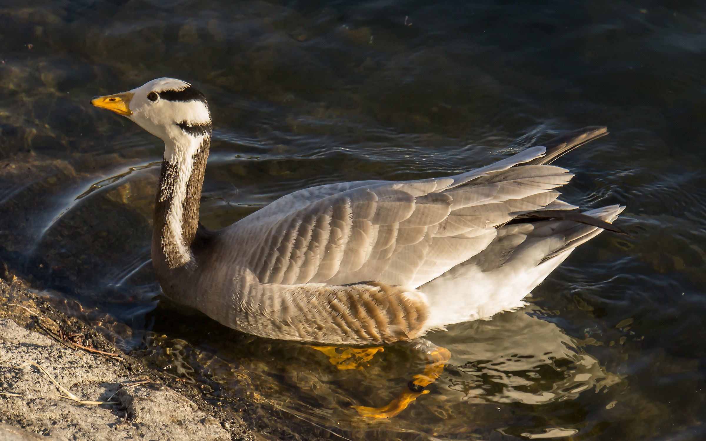Indian goose on the Ticino - 11...