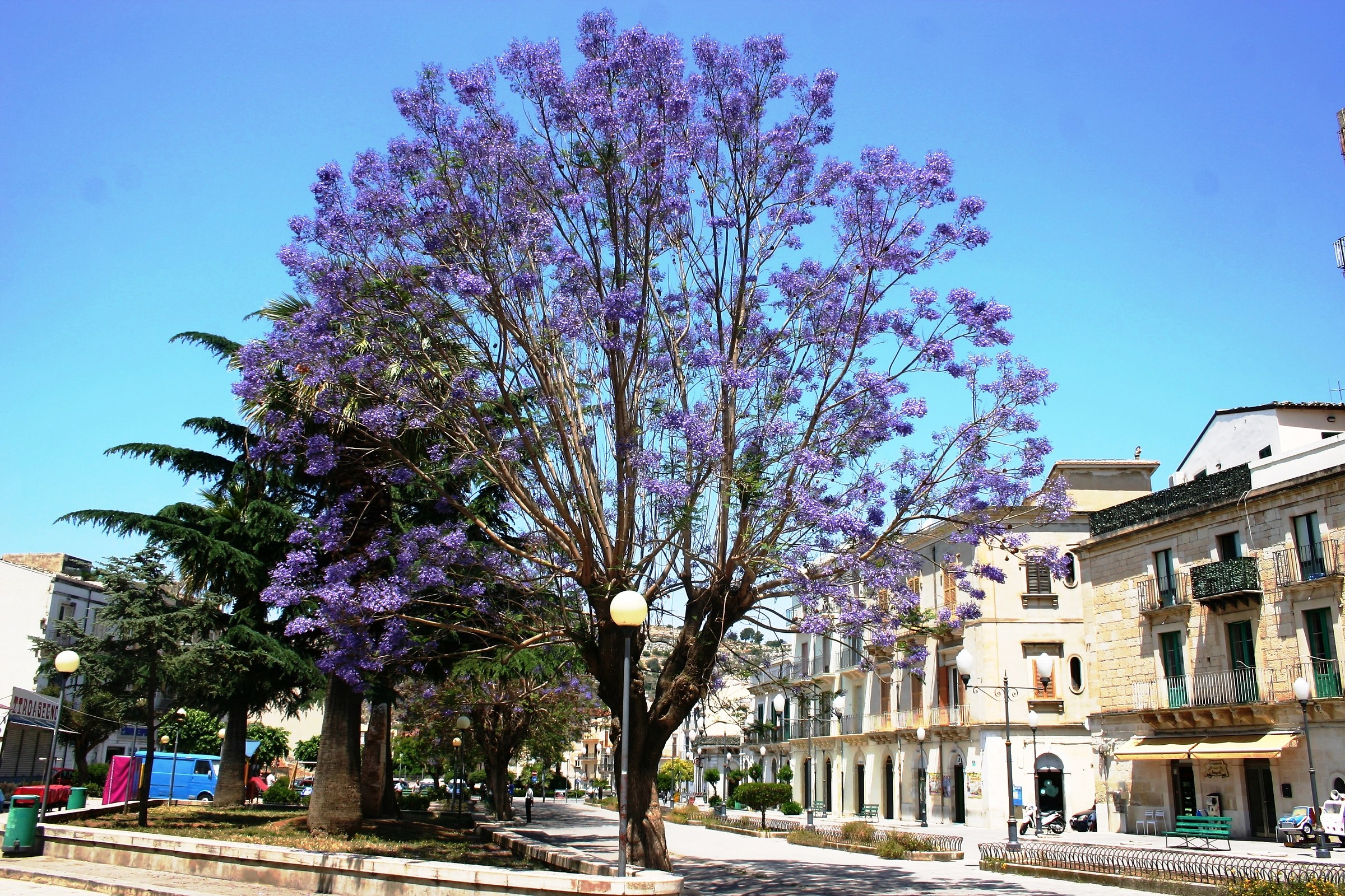 l' albero dai fiori viola (Scicli)...