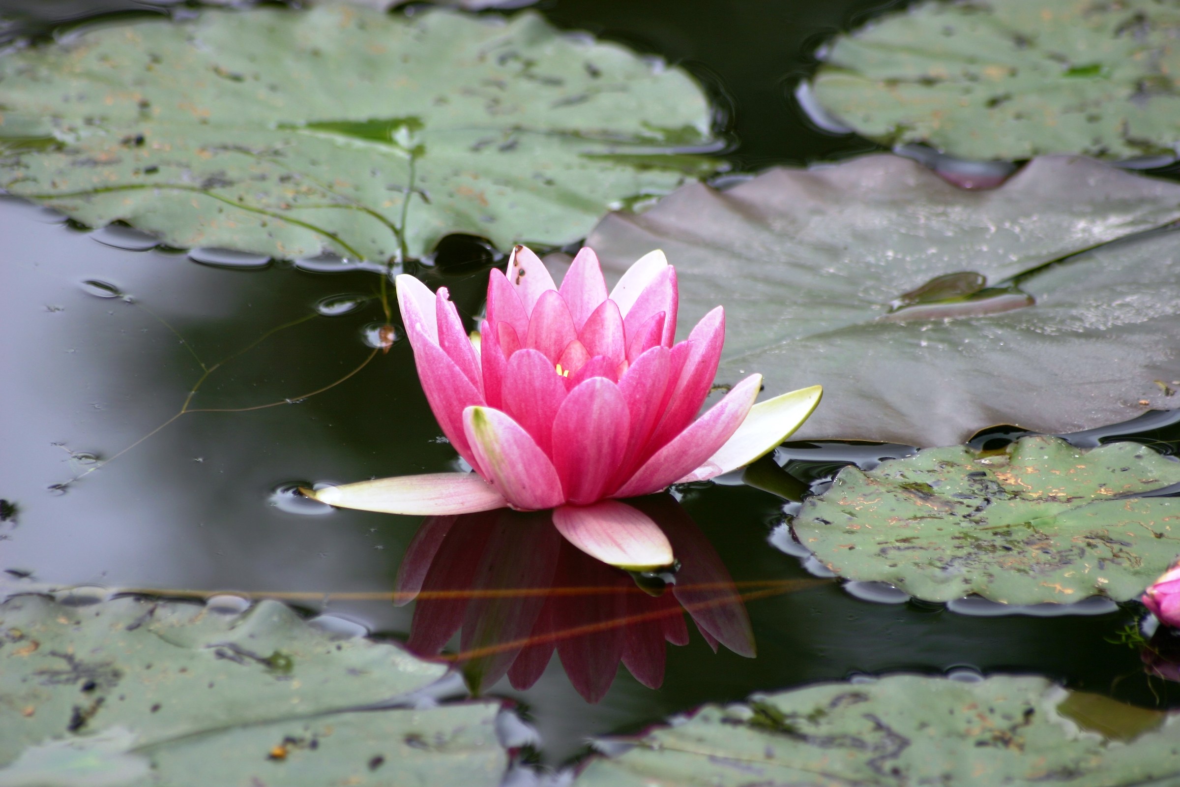 The pink water lily in the garden of Monet (Giverny)...