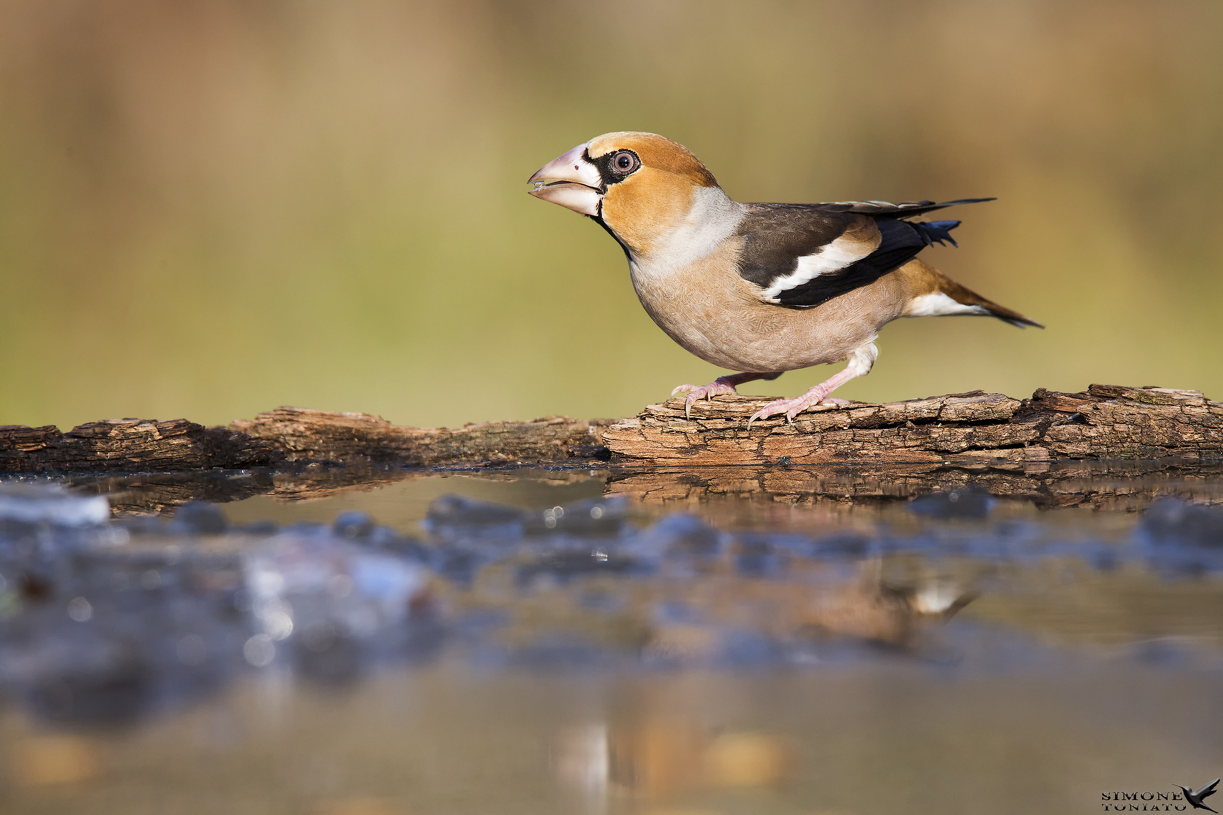 Hawfinch and the thirst-quenching pearl...