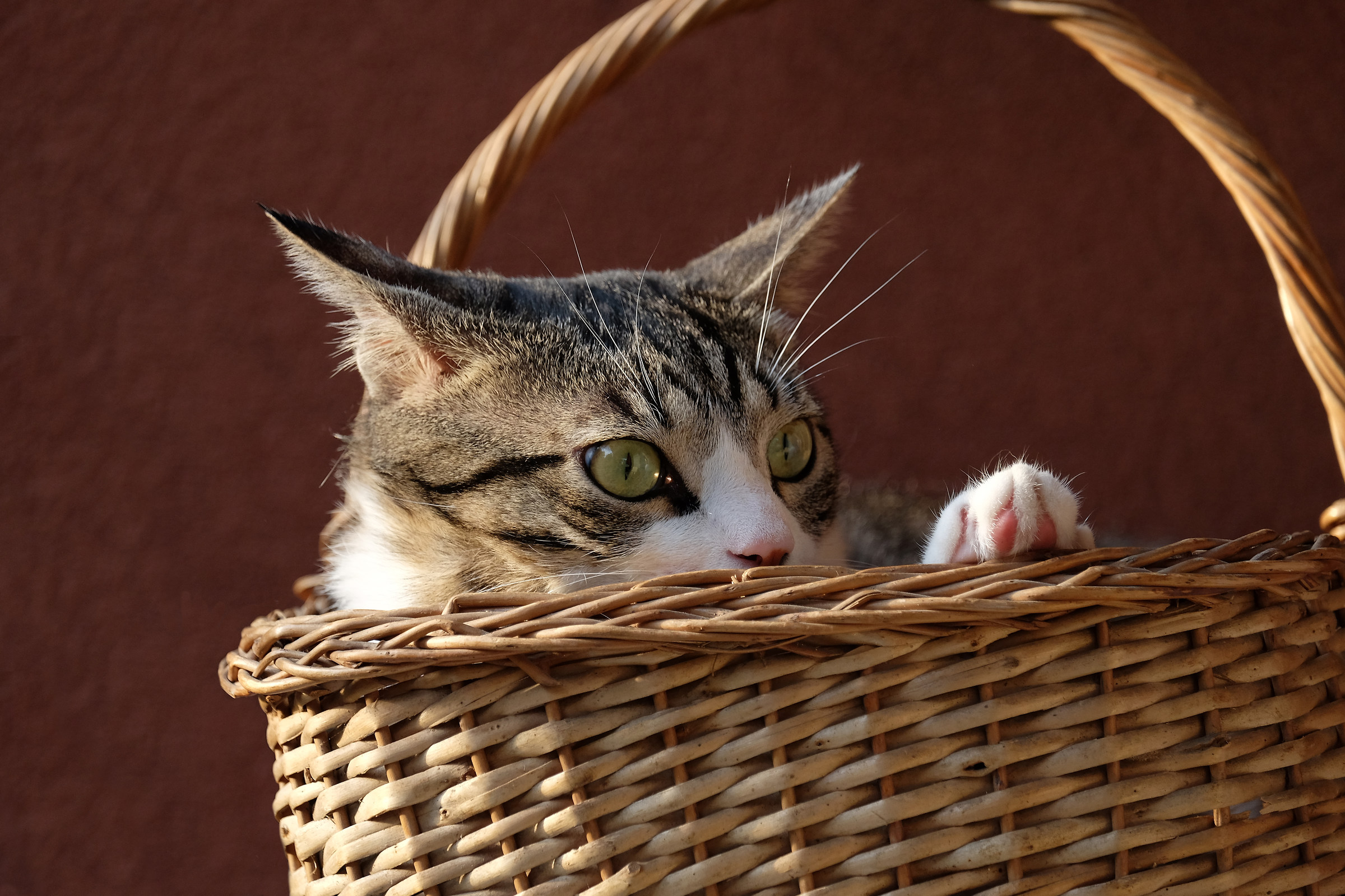 Cat in the basket...
