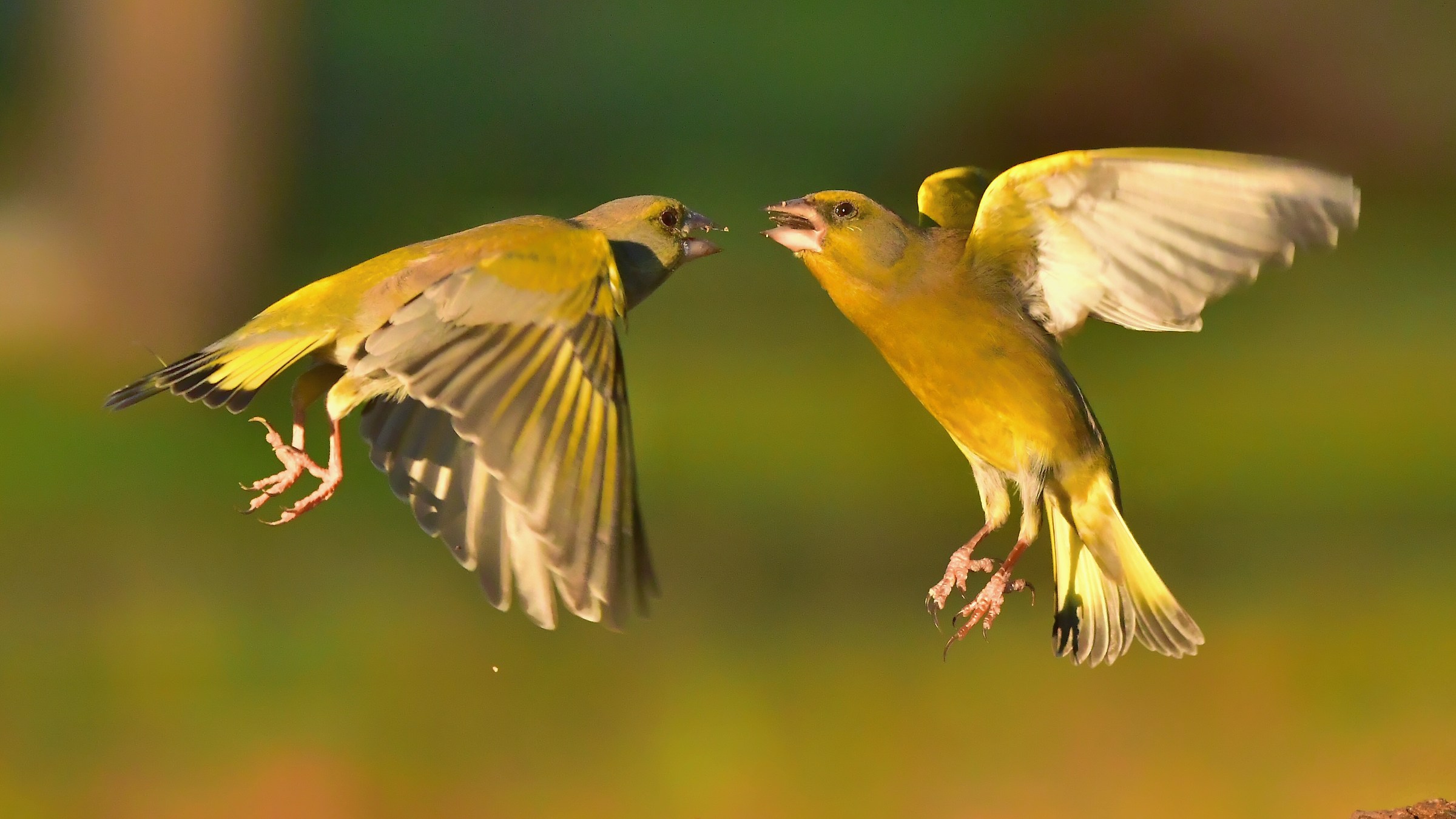 greenfinches...