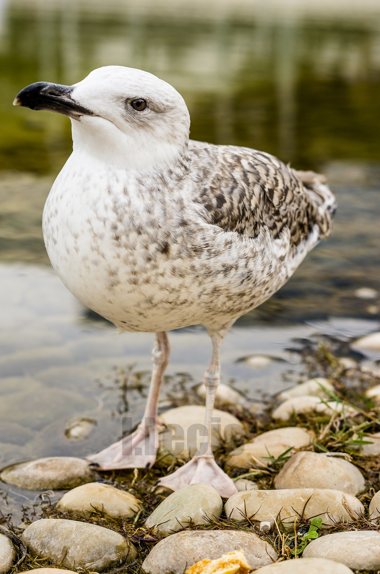 Seagull chick...