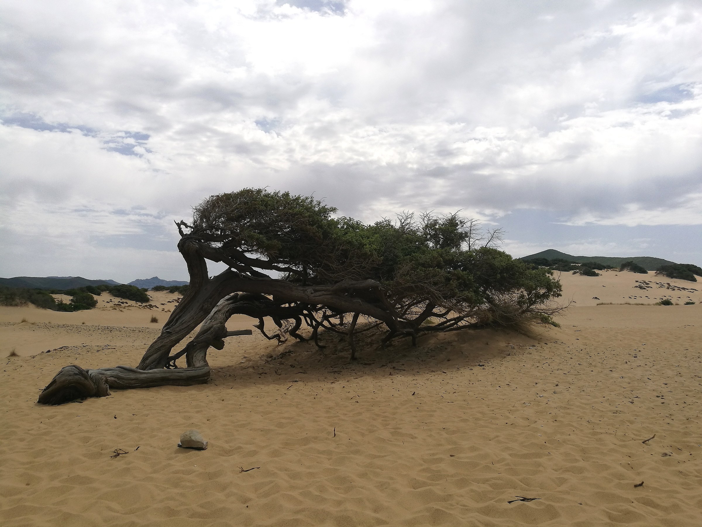 Dunes of piscinas. Sardinia...