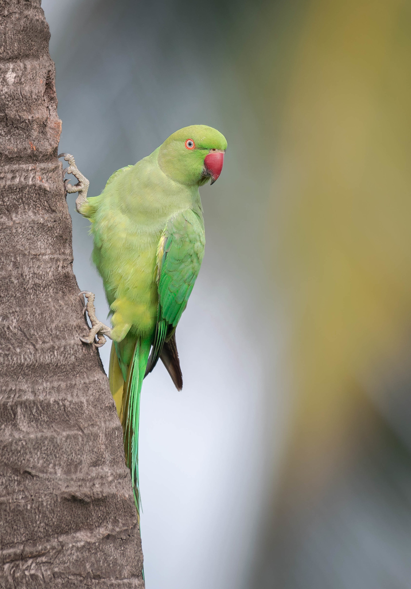 Rose ringed parakeet...