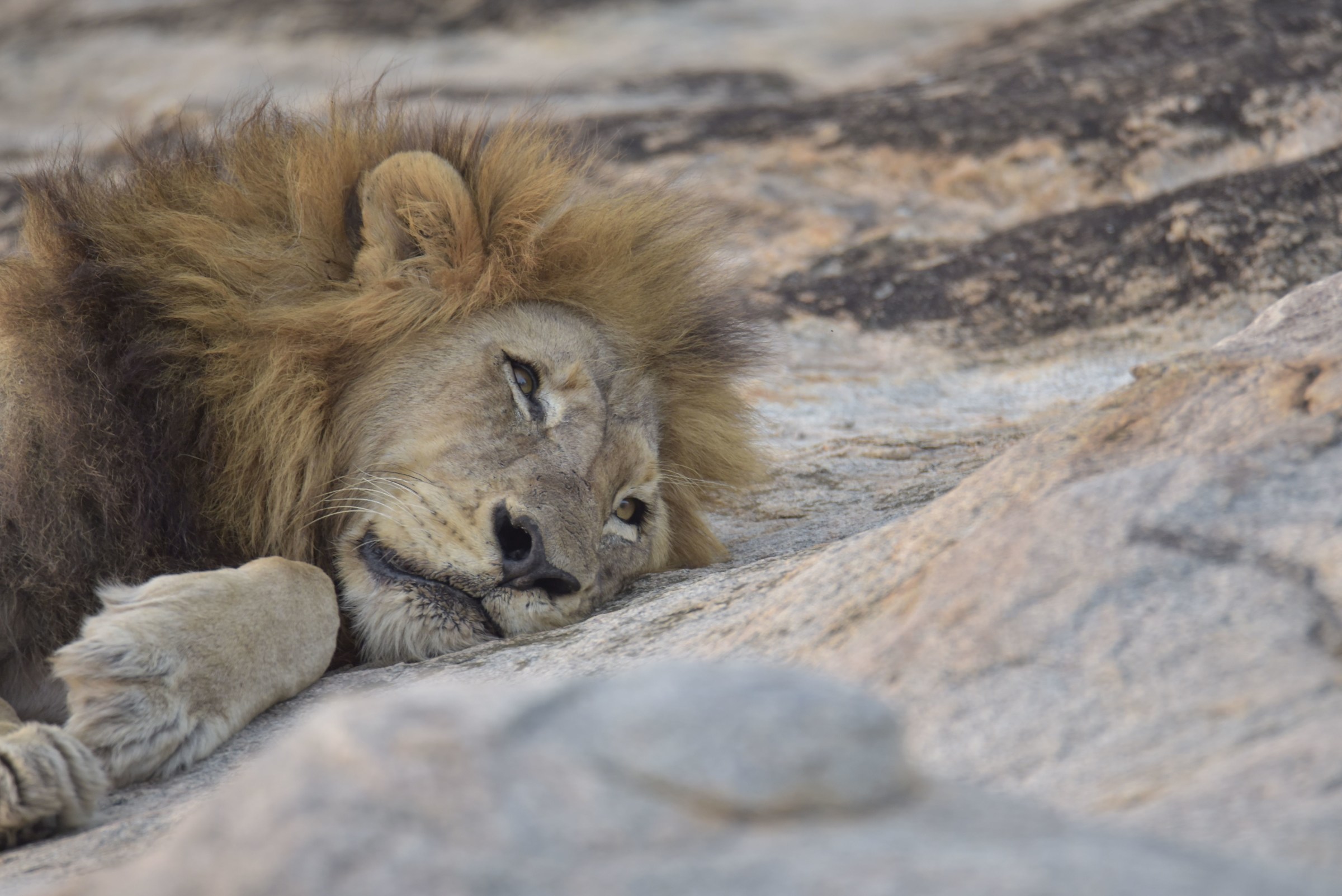 Pensive Lion ........