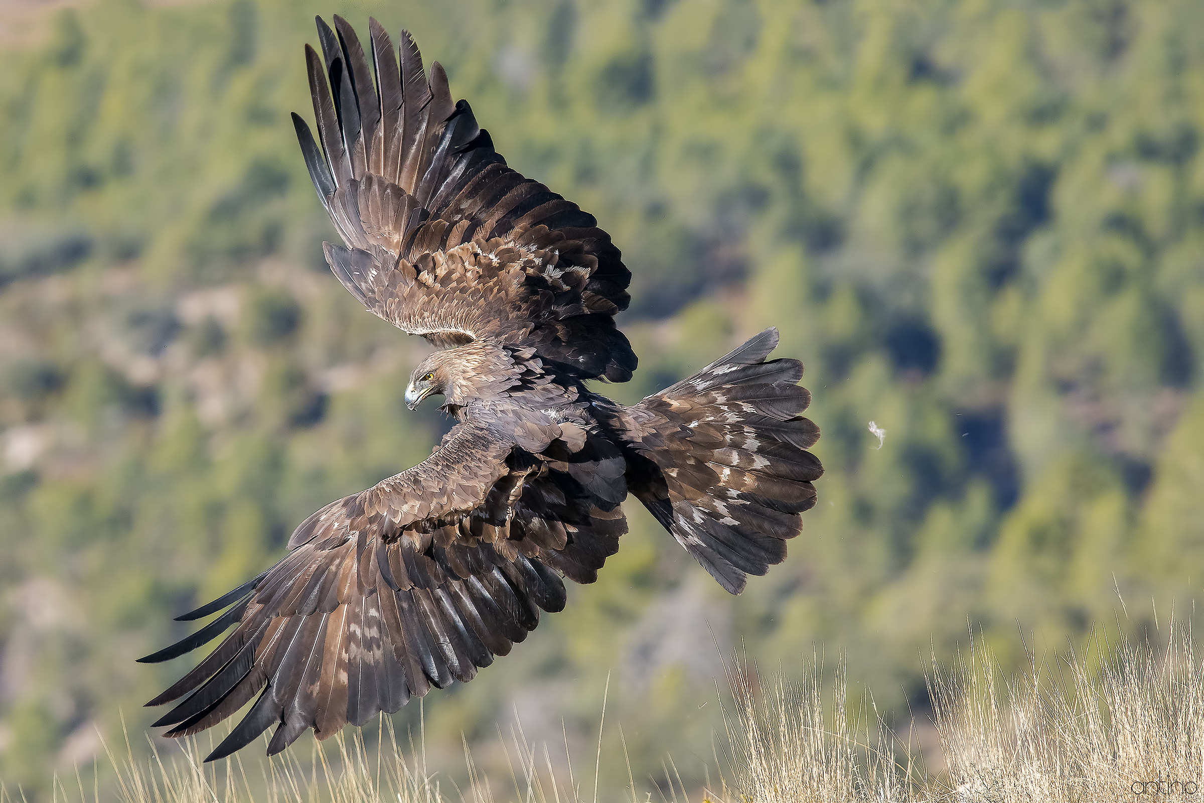 Golden Eagle...